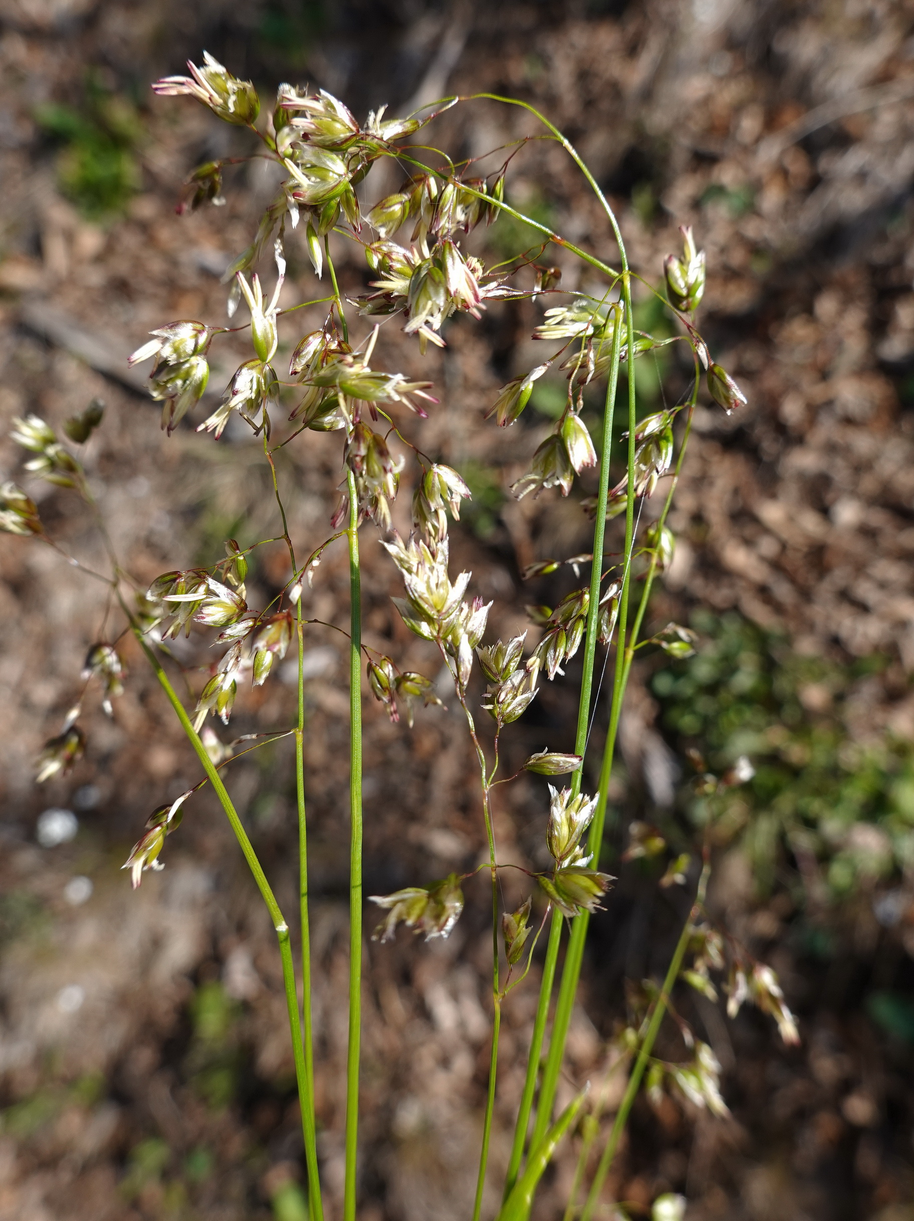 Anthoxanthum.australe.K-Lavamünd.Siegelstein.28.März.26 - Kopie.JPG