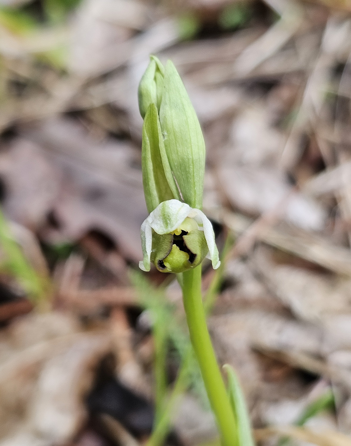 Ophrys holoserica 1.jpg