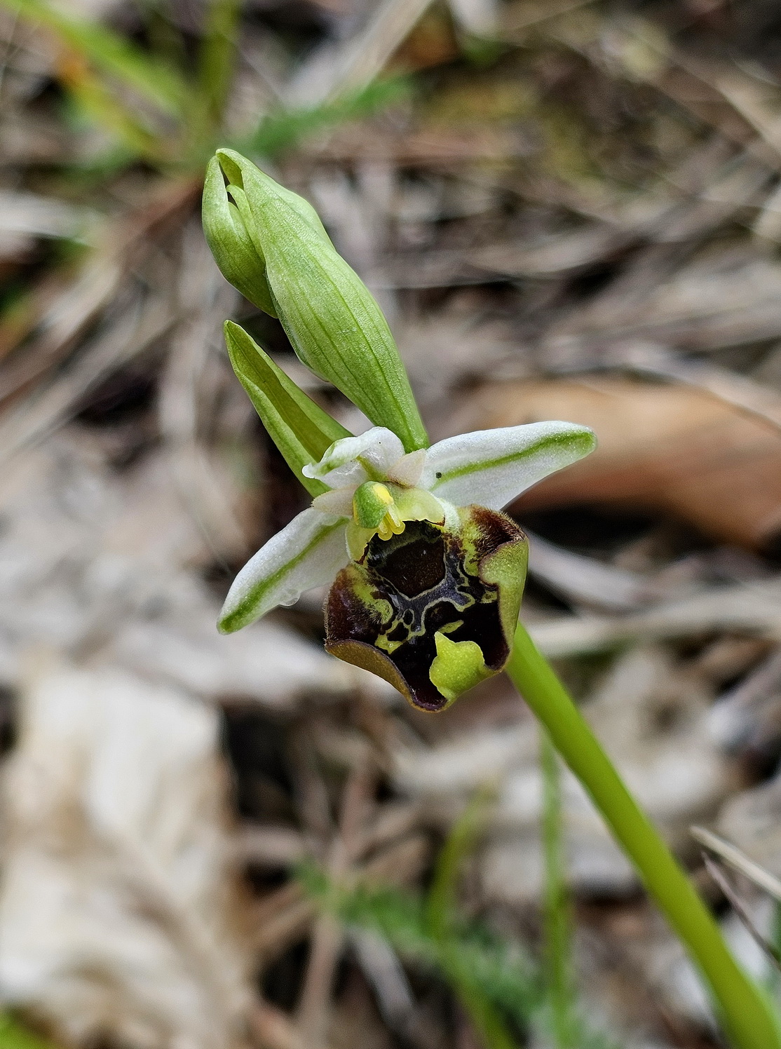 Ophrys holoserica 2.jpg