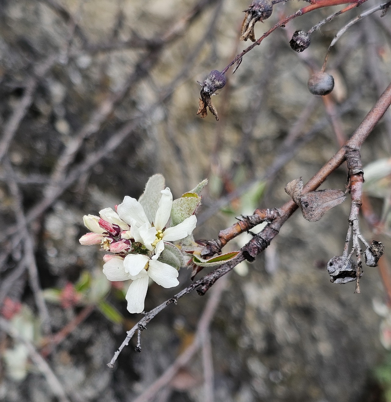 Amelanchier ovalis.jpg