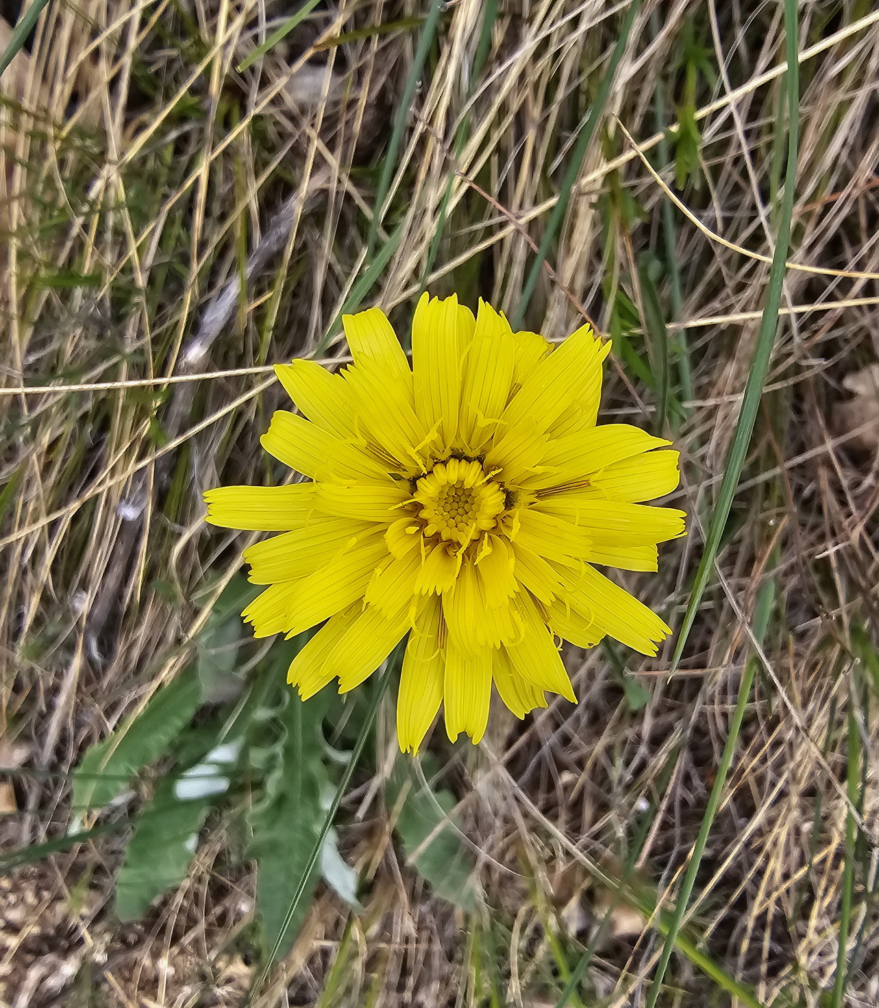 Scorzonera austriaca.jpg