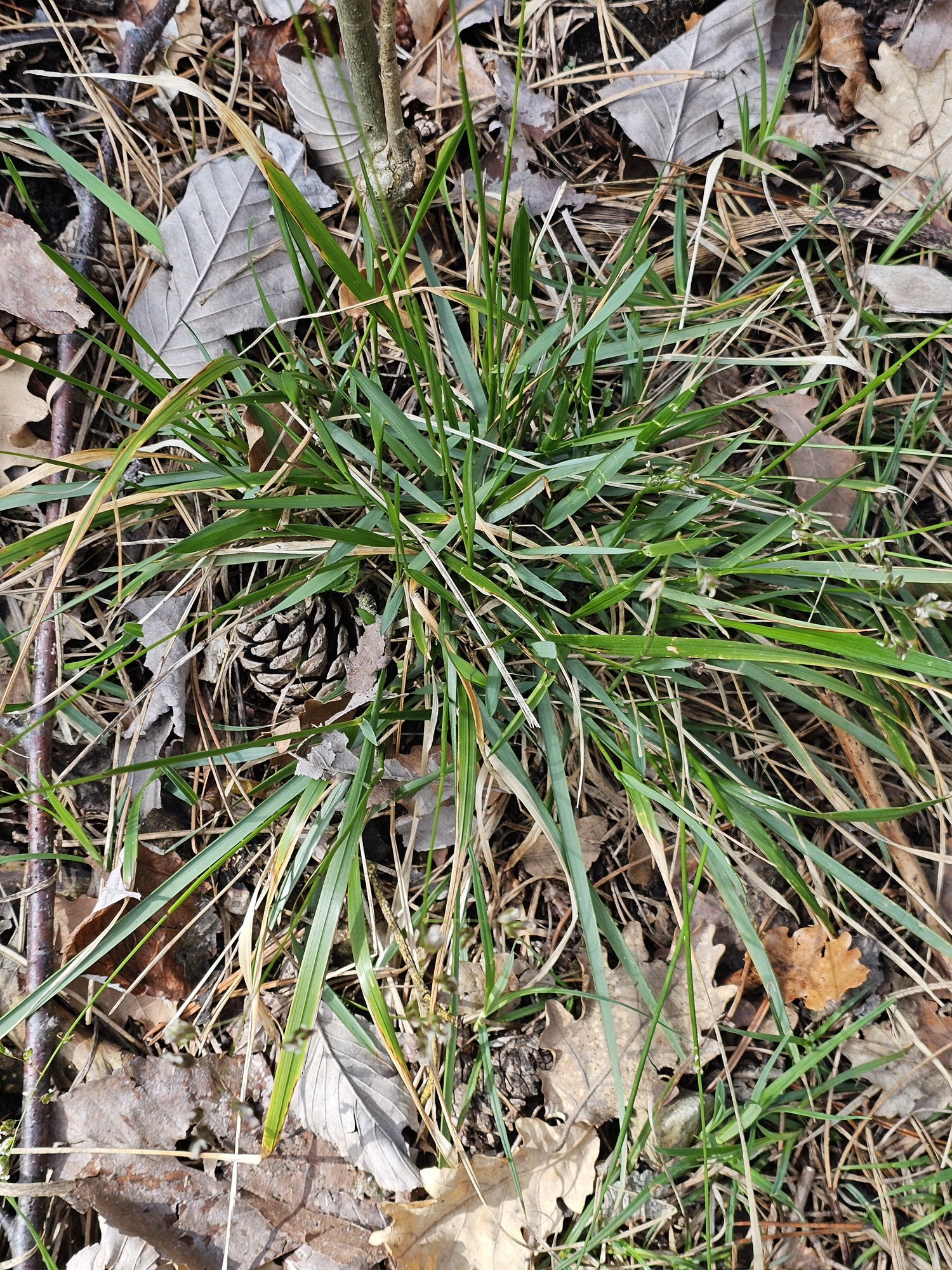 Hierochloe australis 1.jpg