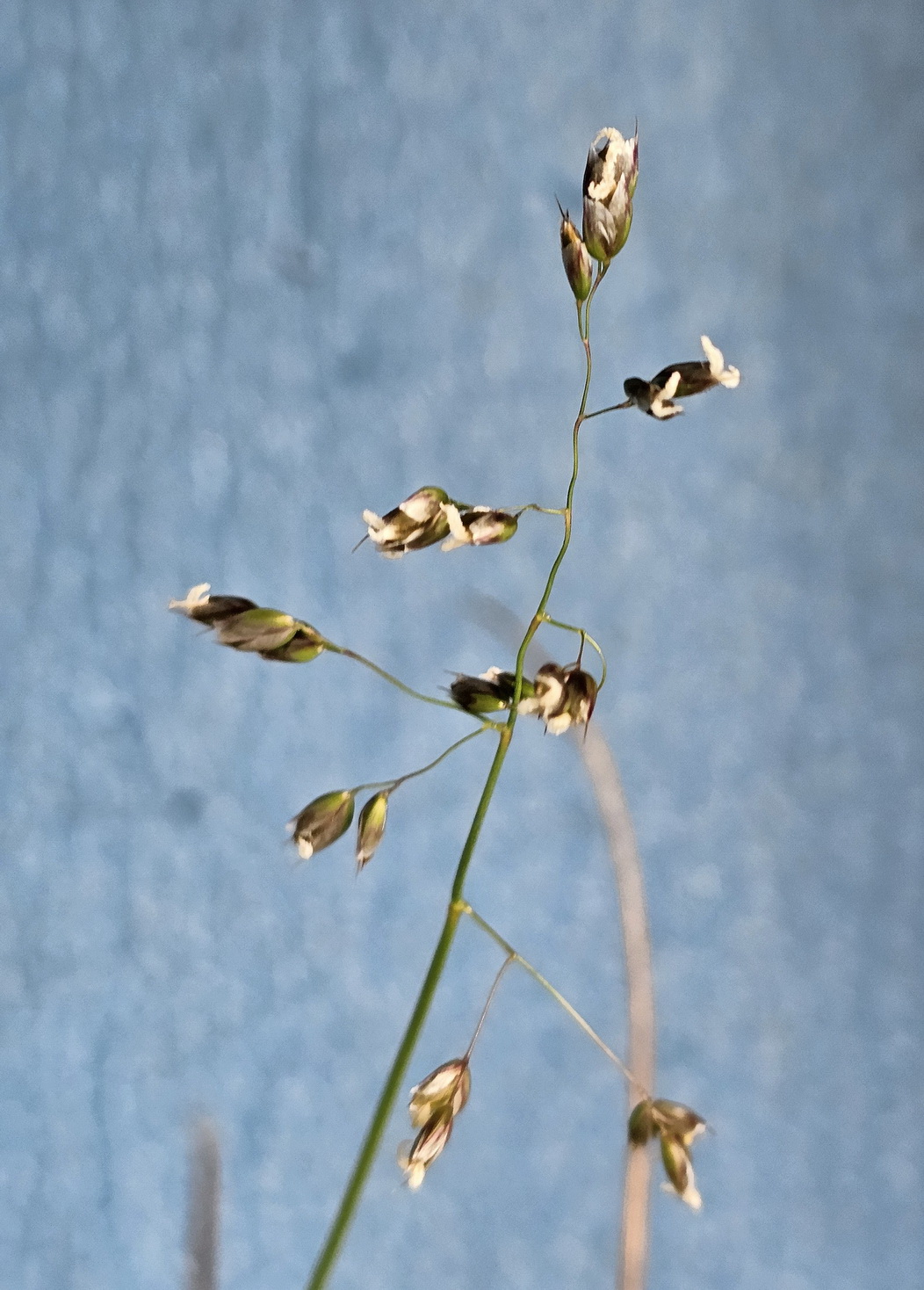 Hierochloe australis 2.jpg