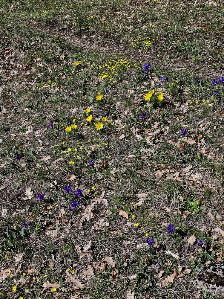 ein hübsches Arrangement.jpg