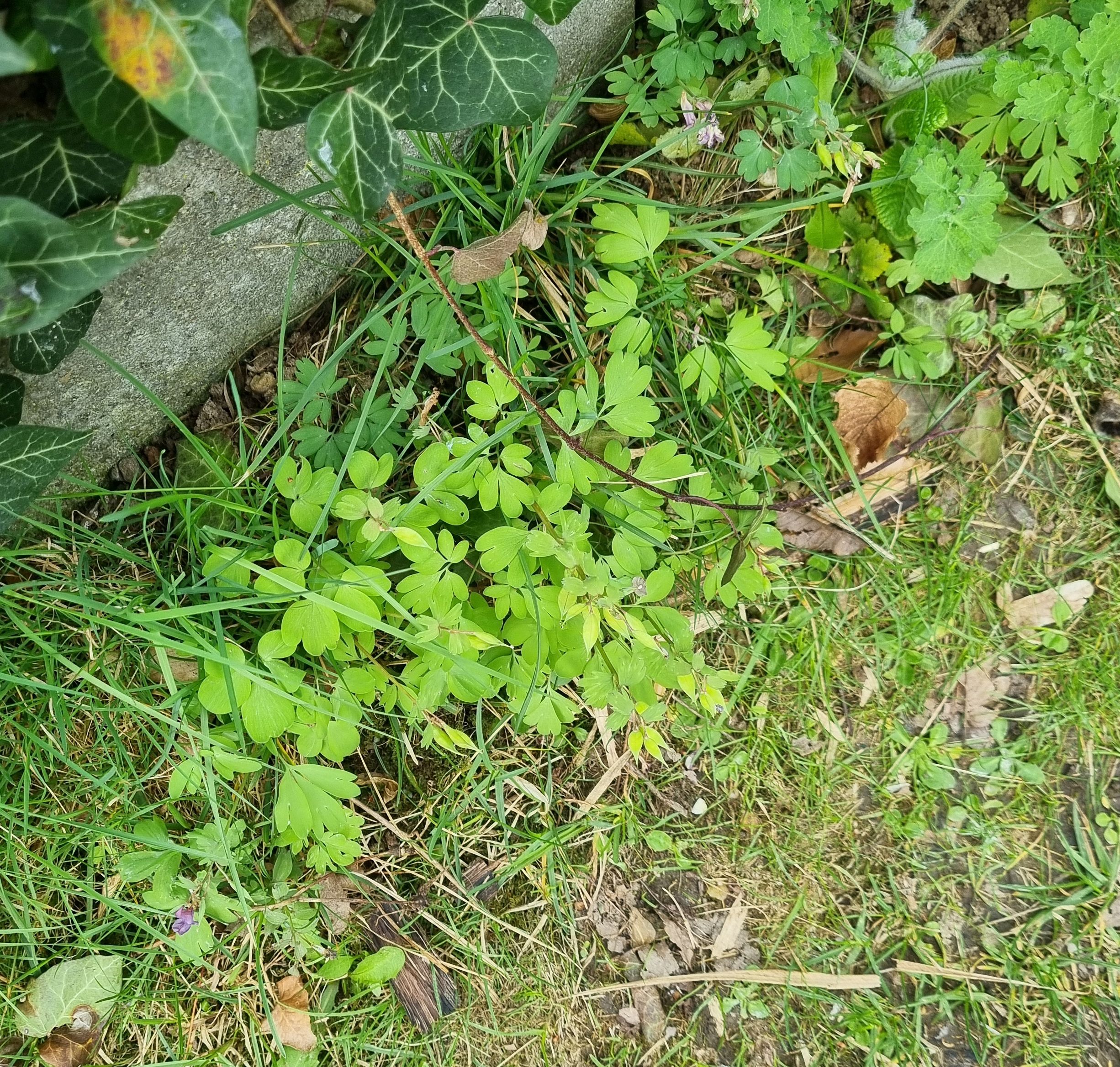 20260404_114313 pumila.jpg