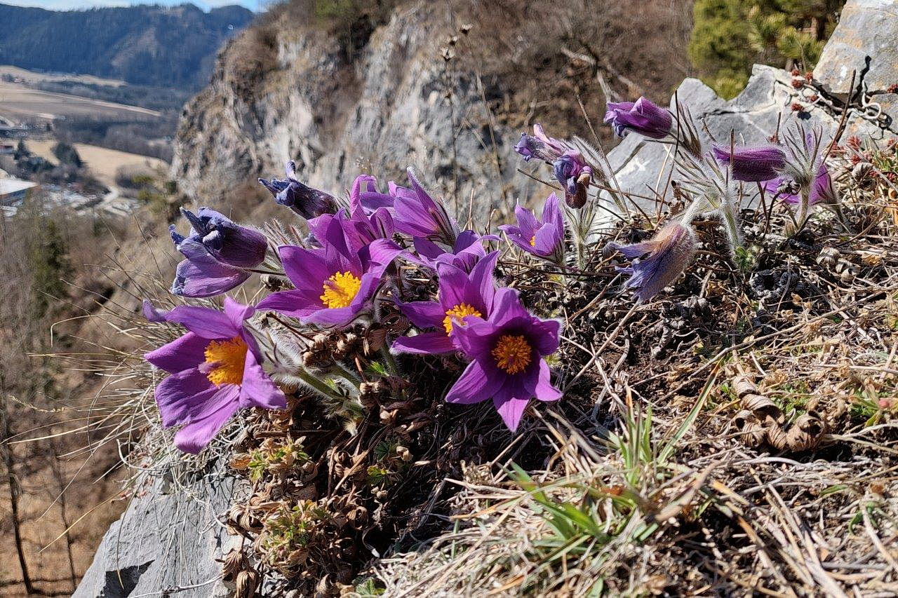 Pulsatilla.styriaca.Karl Fanta.jpg