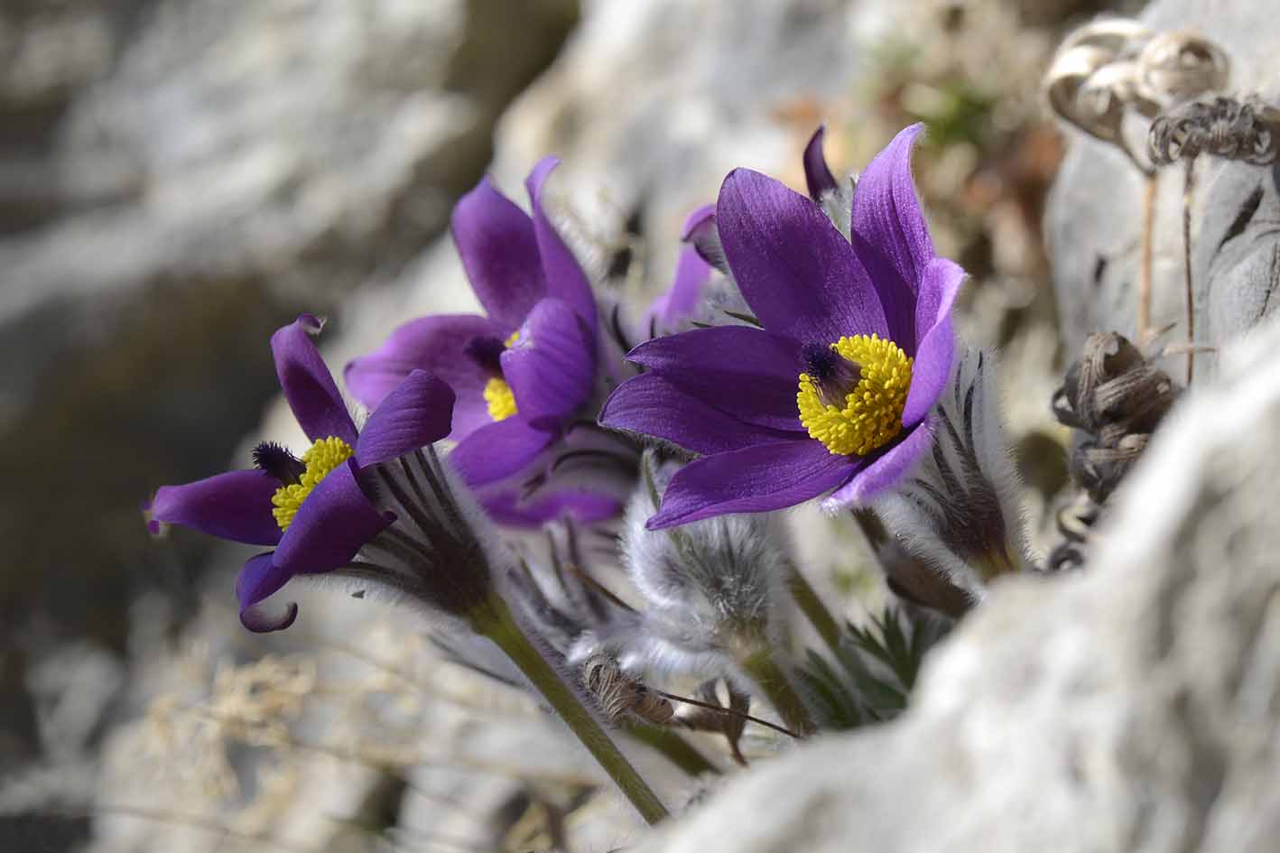 Pulsatilla.styriaca.Walter Kussegg.jpg