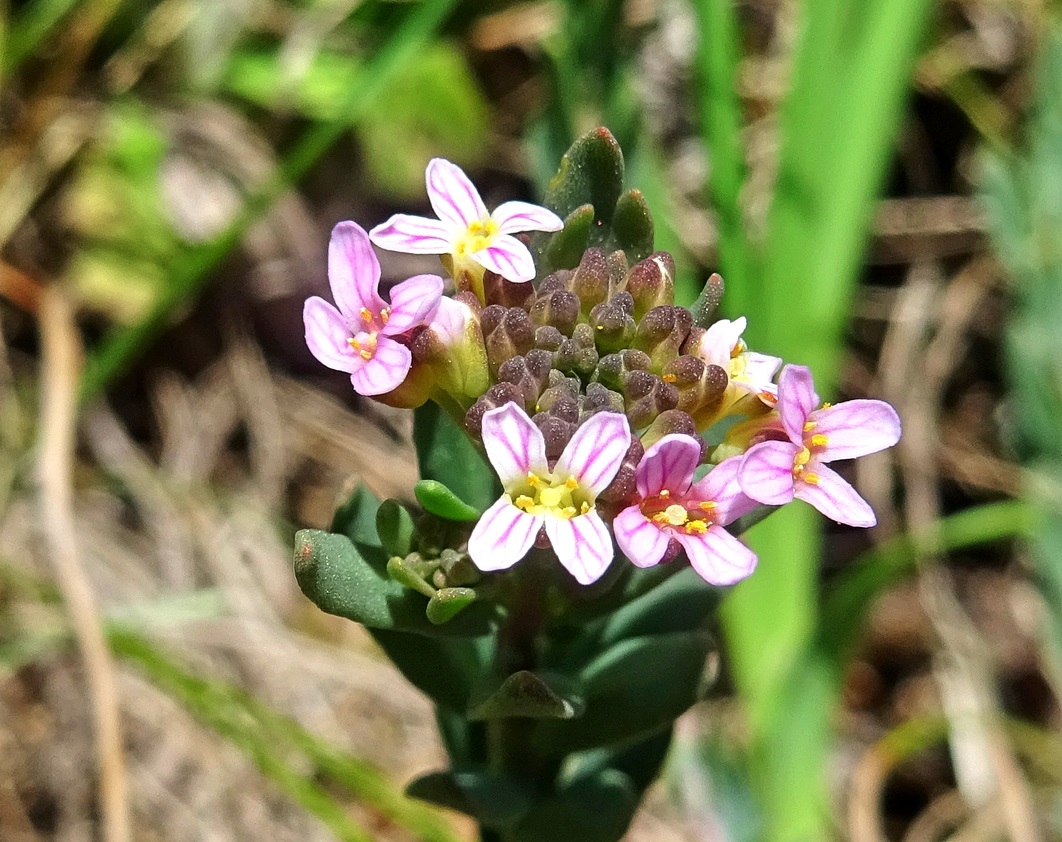 2026-04-07 DSC01987  Aethionema saxatile.jpg