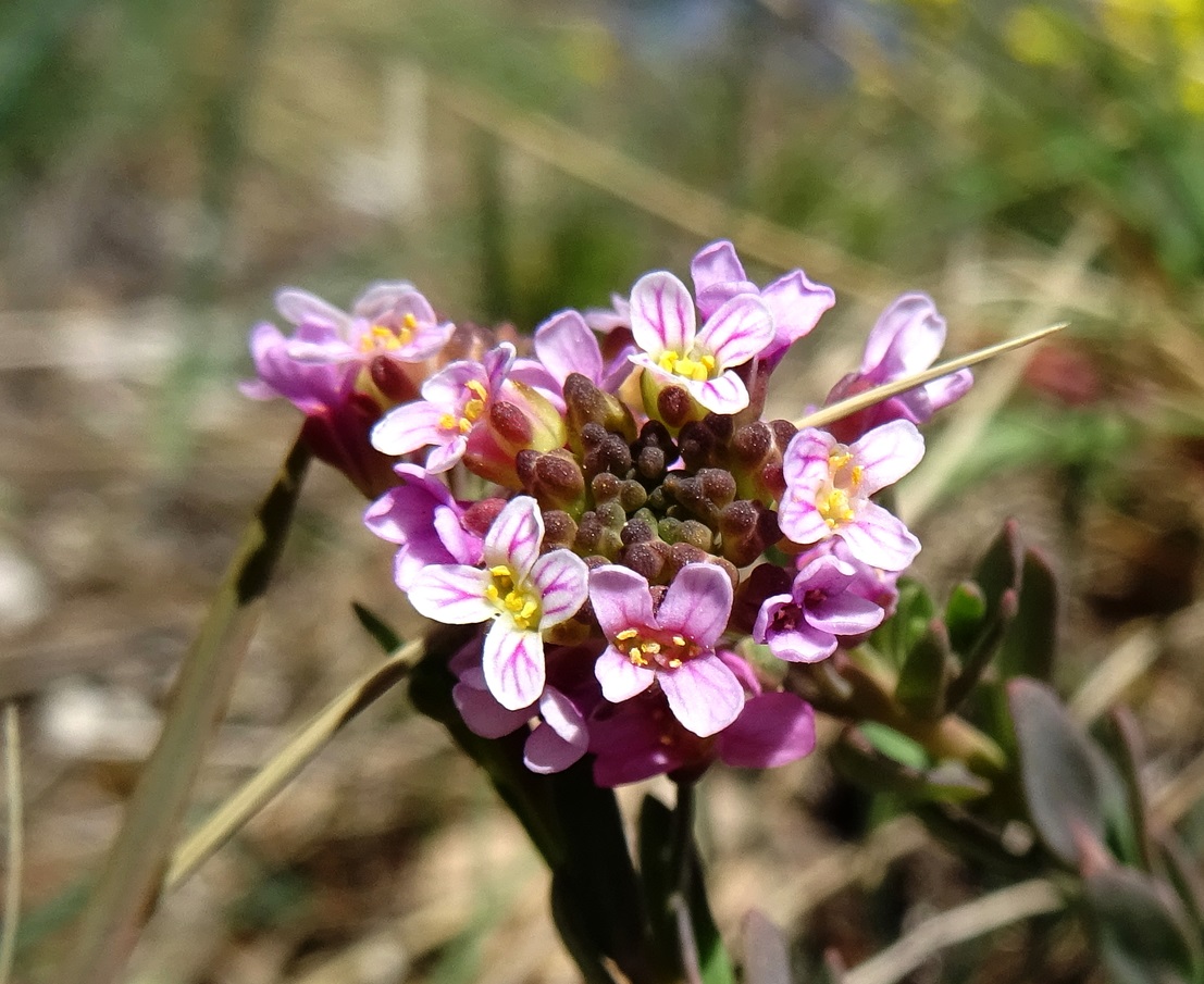 2026-04-07 DSC02032 Aethionema saxatile.JPG