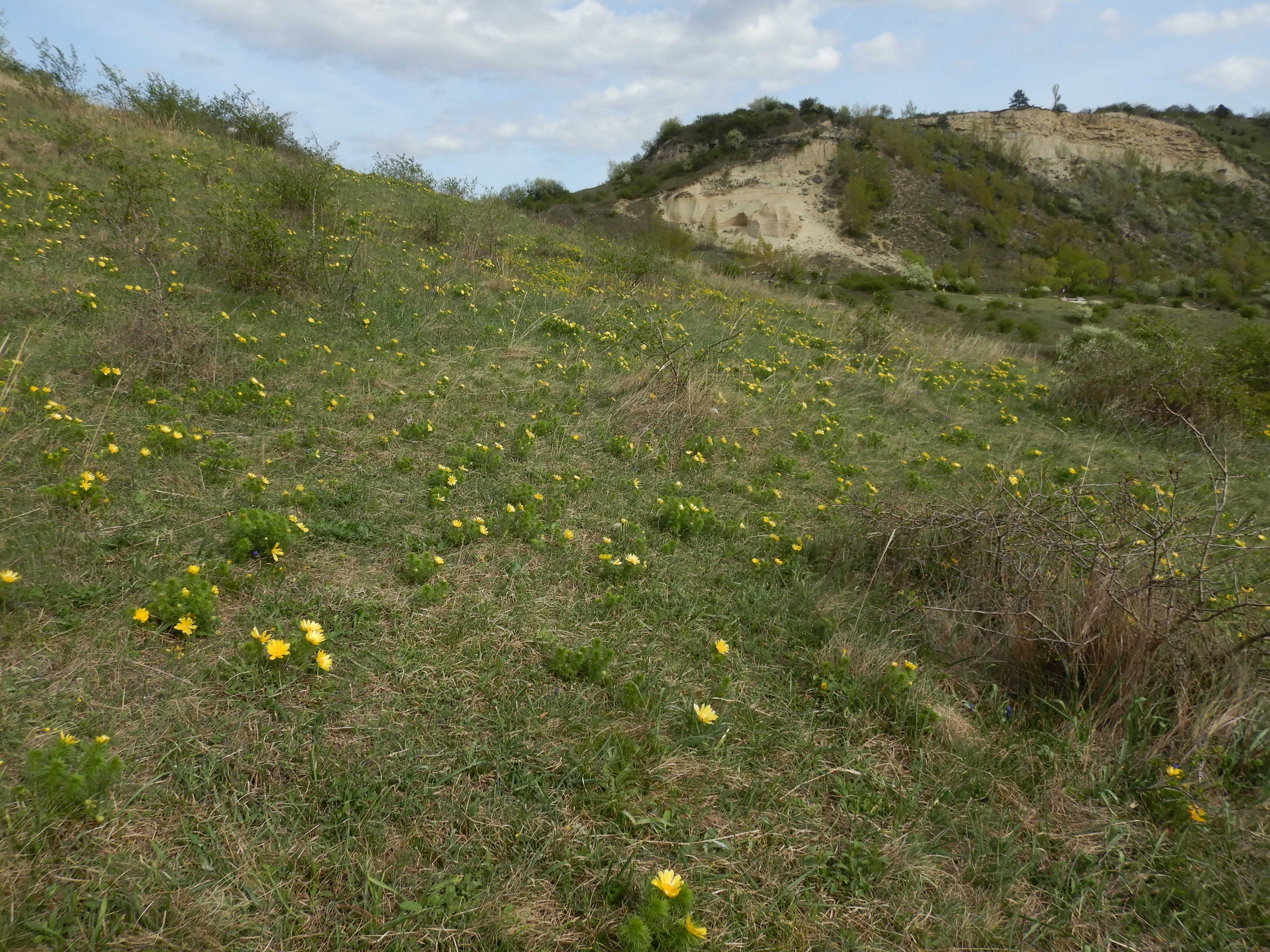 DSCN8724a.jpg