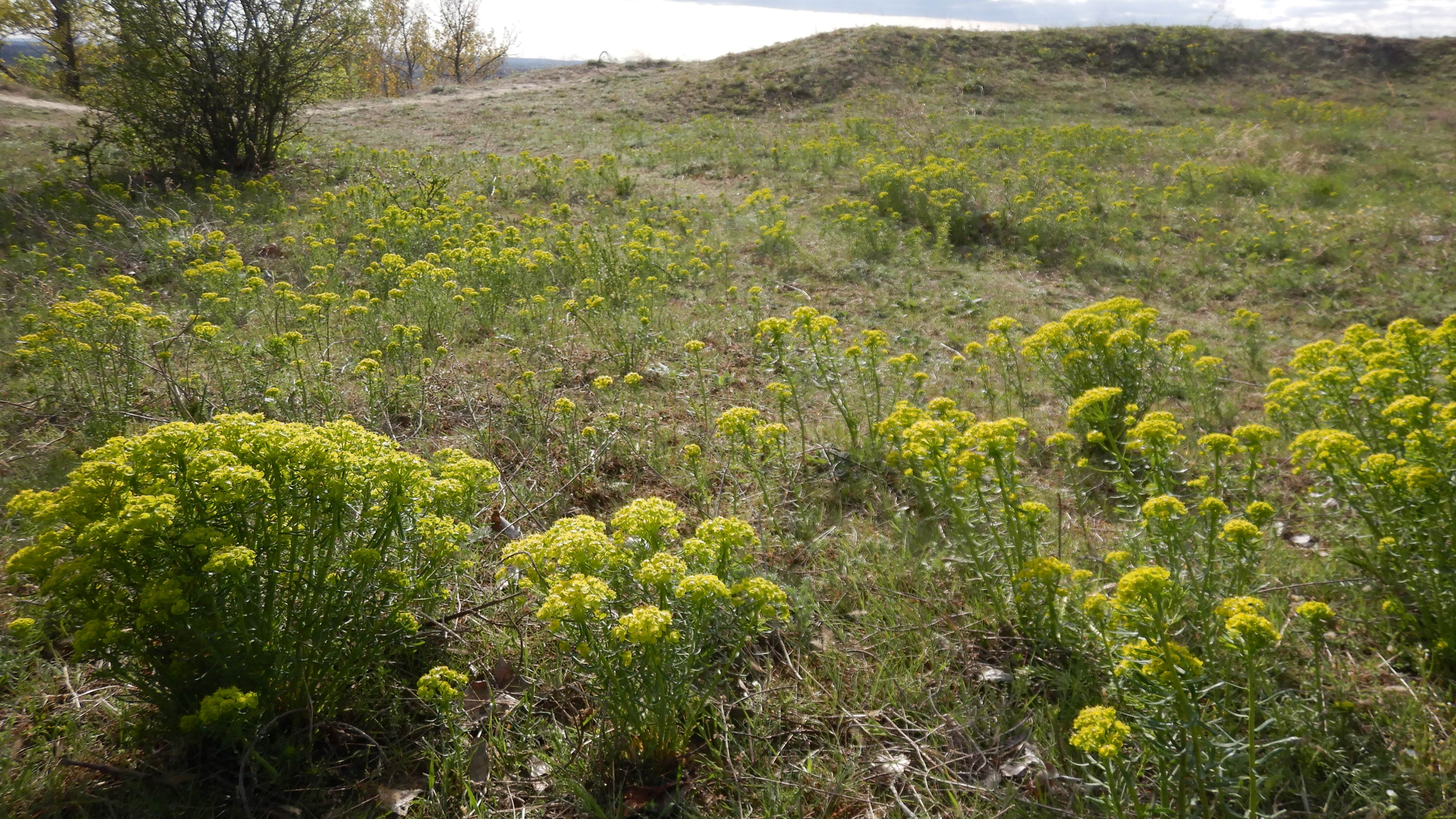 DSCN8893 euphorbia cyparissias sandberg 2026-04-06.jpg