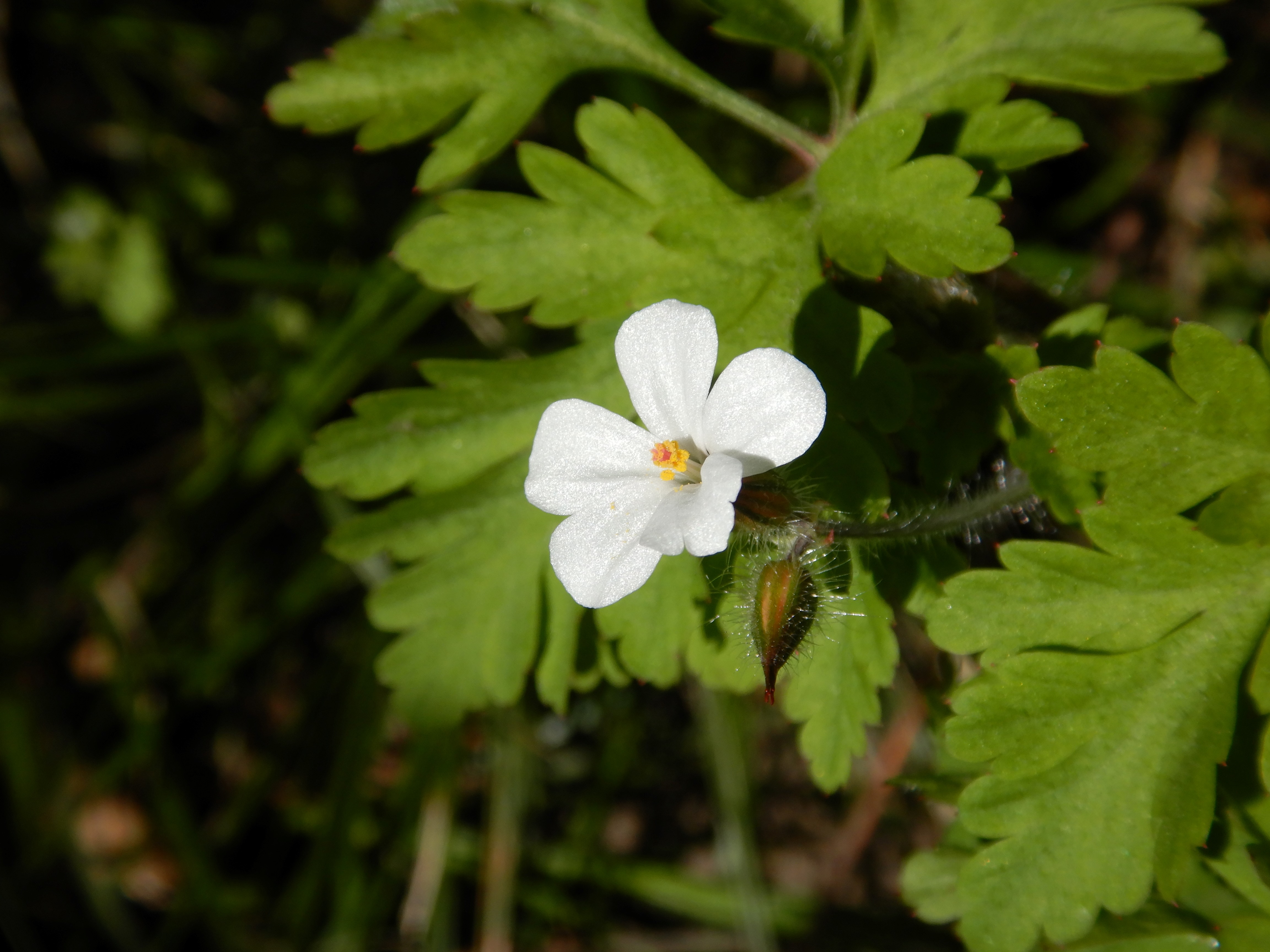 DSCN9018 albino geranium robertianum fertöd-HU 2026-04-07.jpg