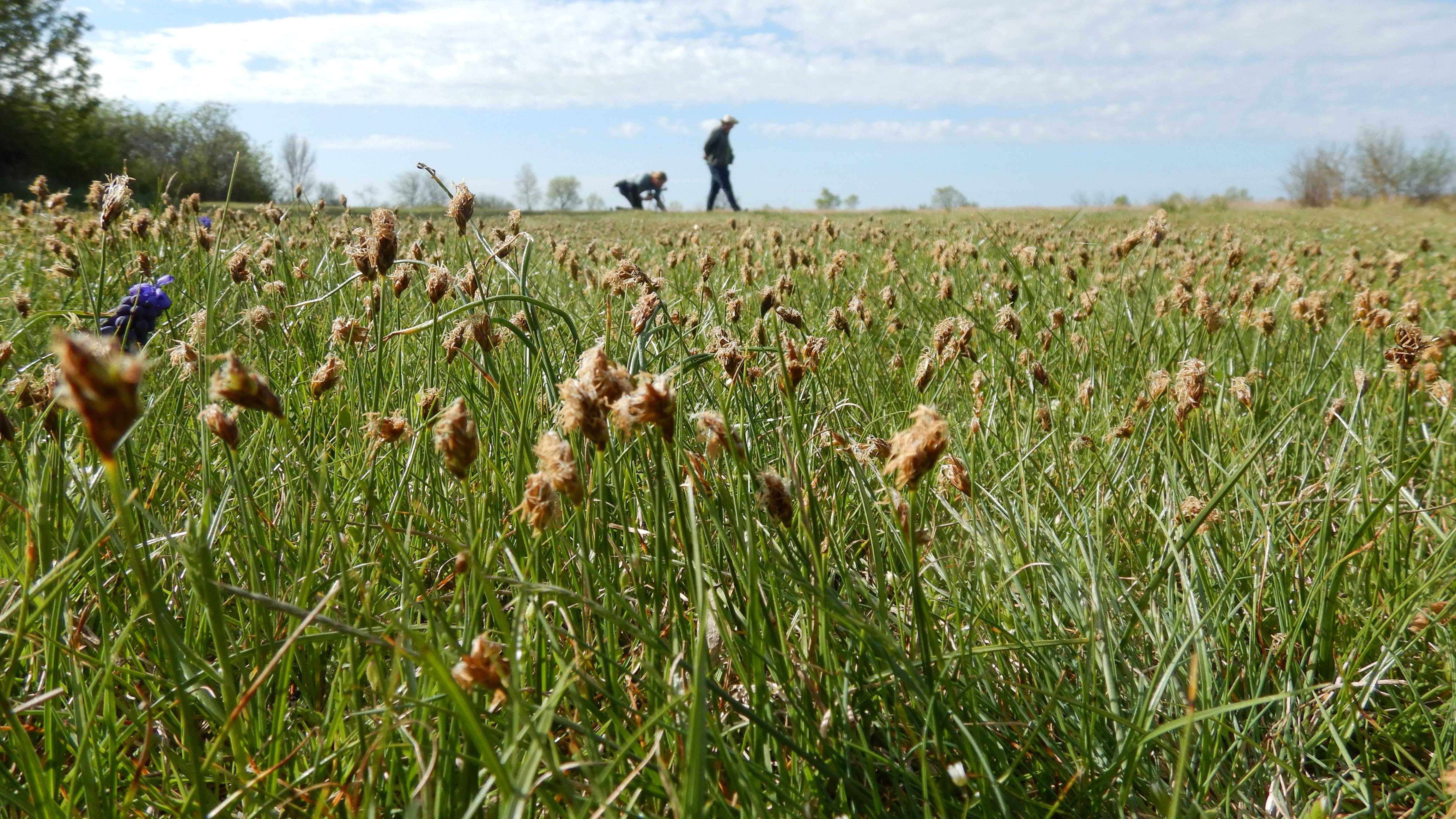DSCN8929 carex stenophylla illmitz 2026-04-07.jpg