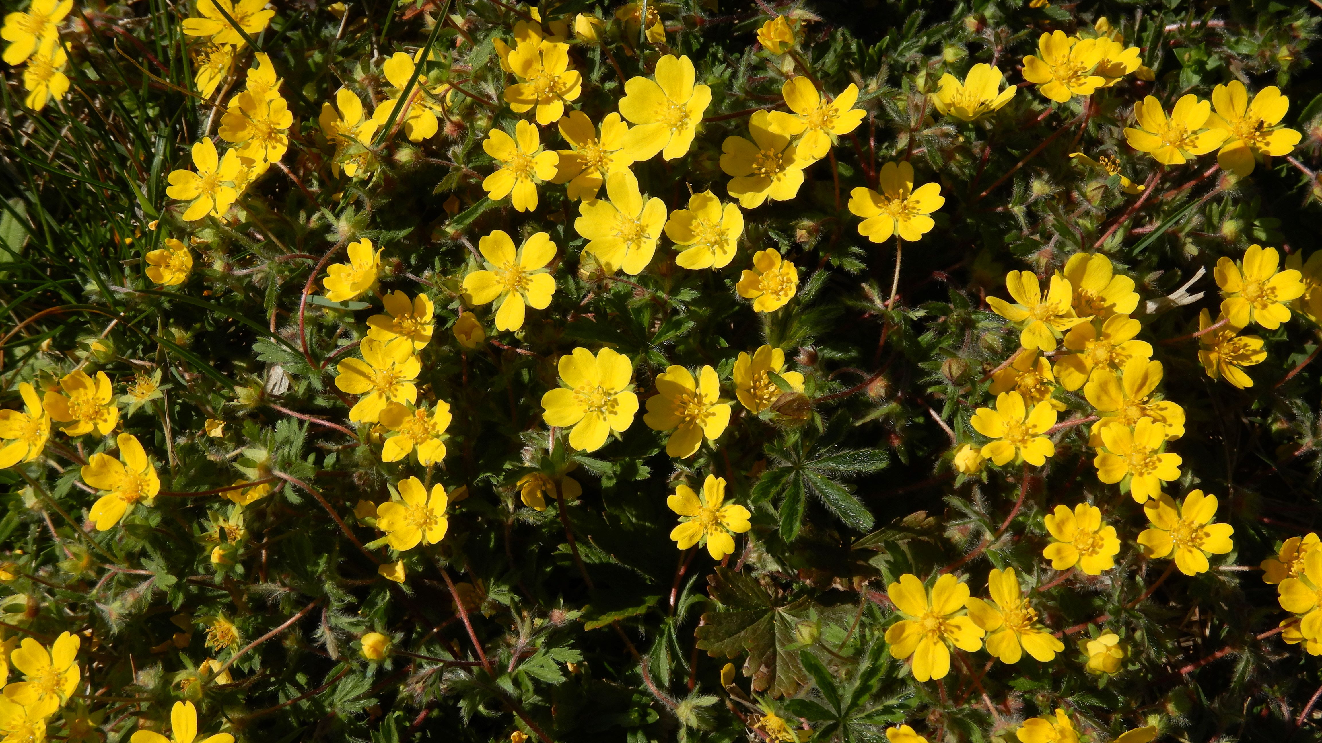 DSCN9084 potentilla heptaphylla fertöd-HU 2026-04-07.jpg