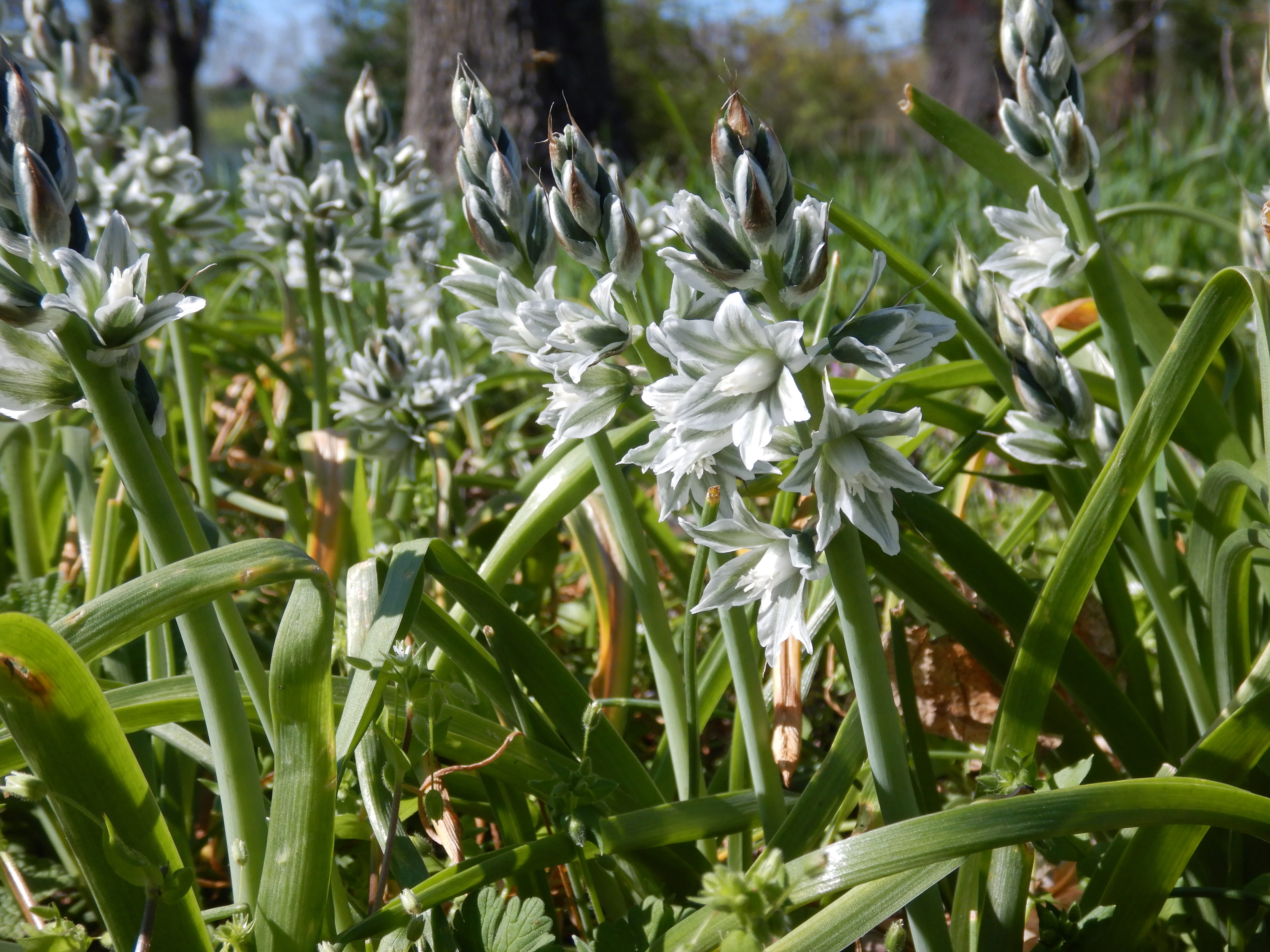 DSCN9109 honorius boucheanus fertöd-HU 2026-04-07.jpg