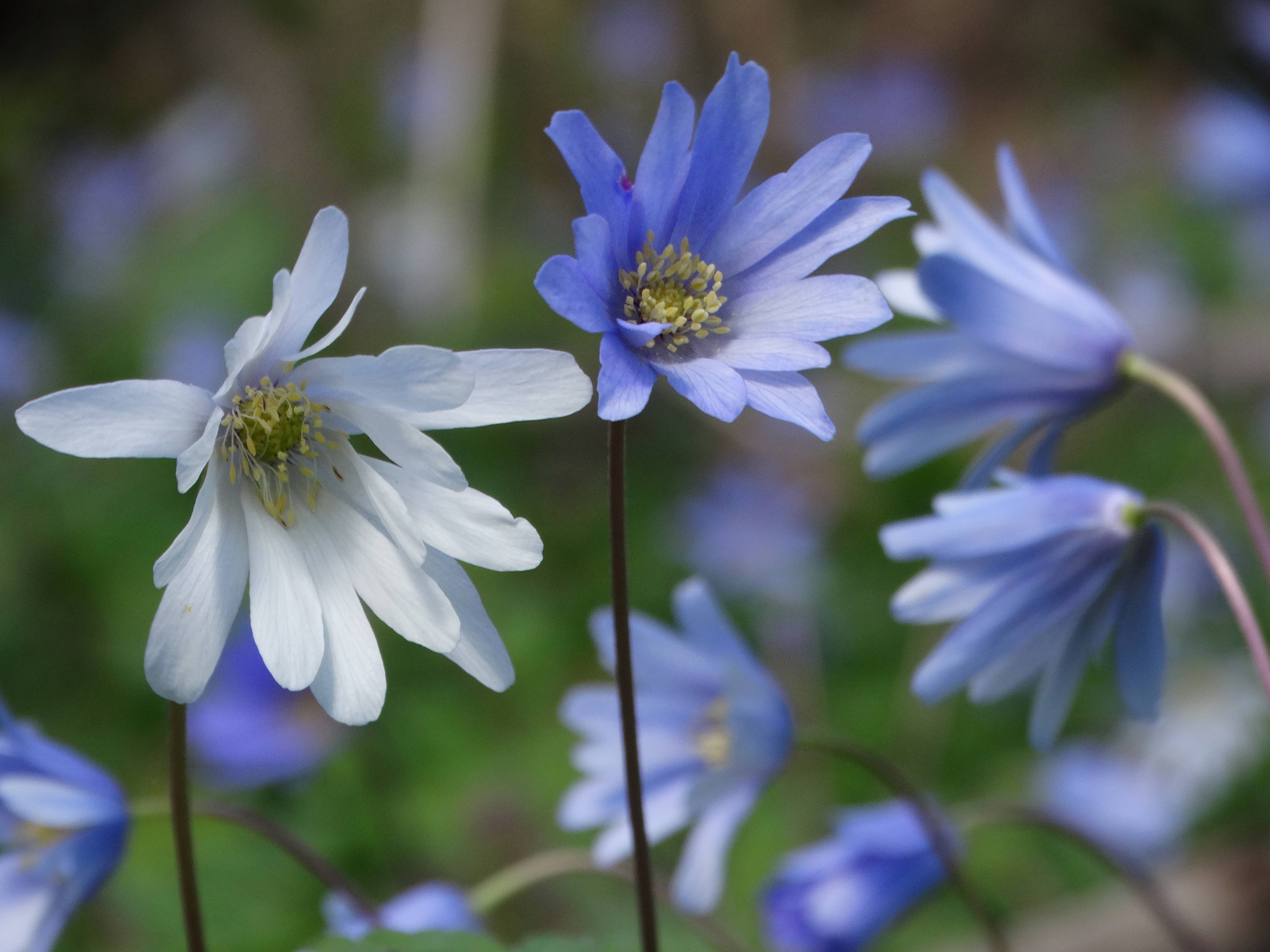 DSC00037 anemone appenina seibersdorf 2026-04-09.jpg