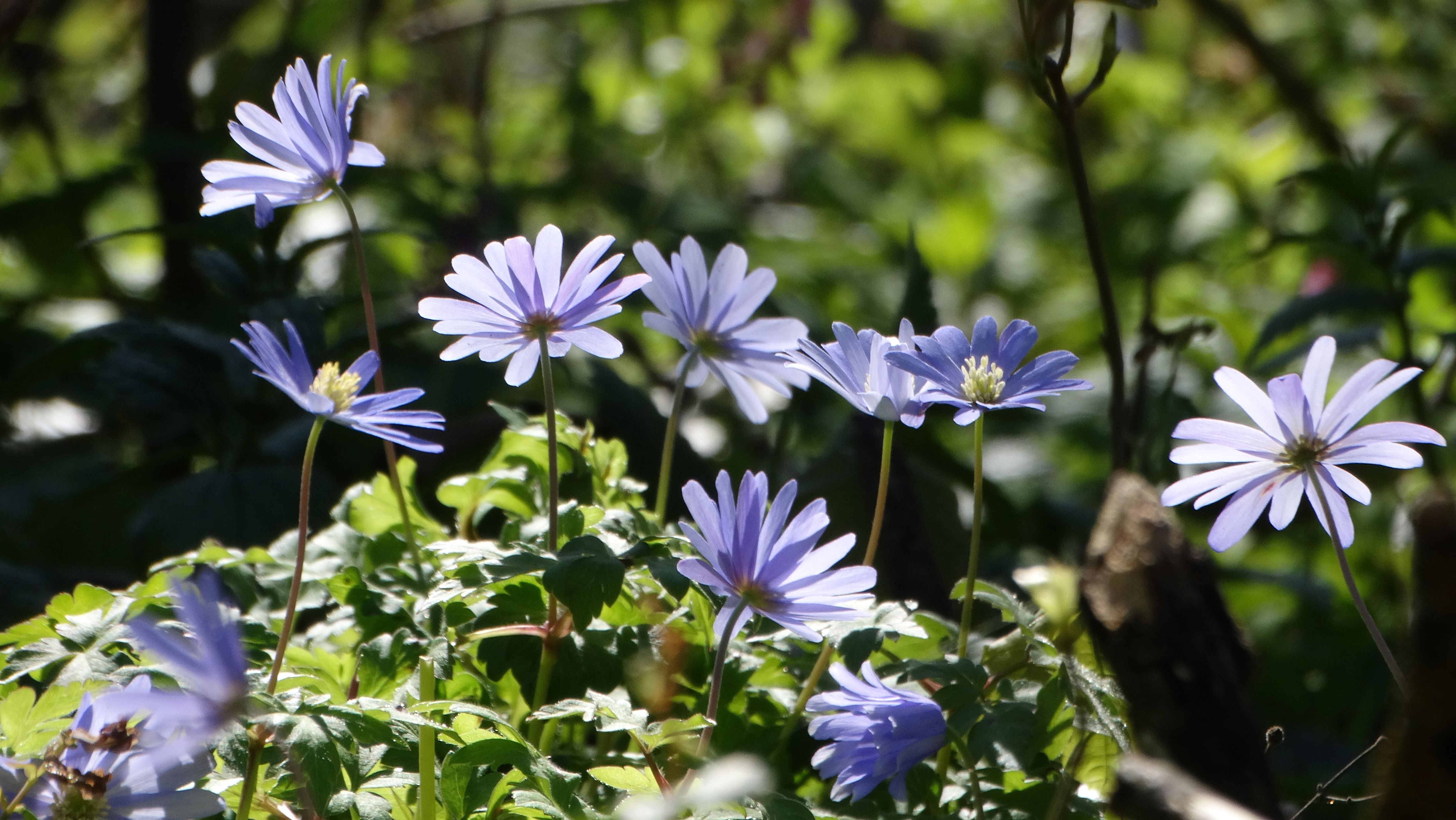 DSC00048 anemone appenina seibersdorf 2026-04-09.jpg