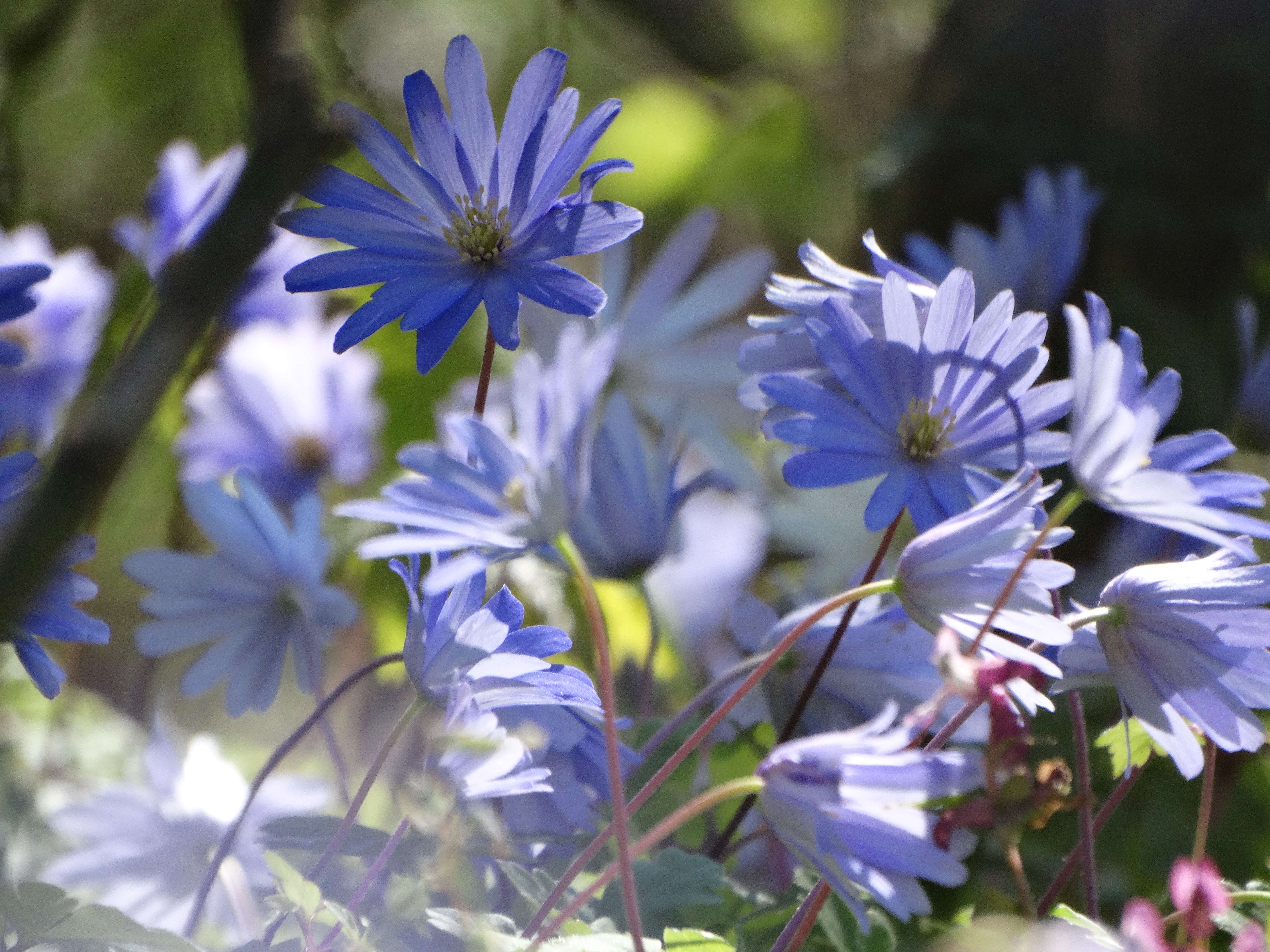 DSC00100 anemone appenina seibersdorf 2026-04-09.jpg