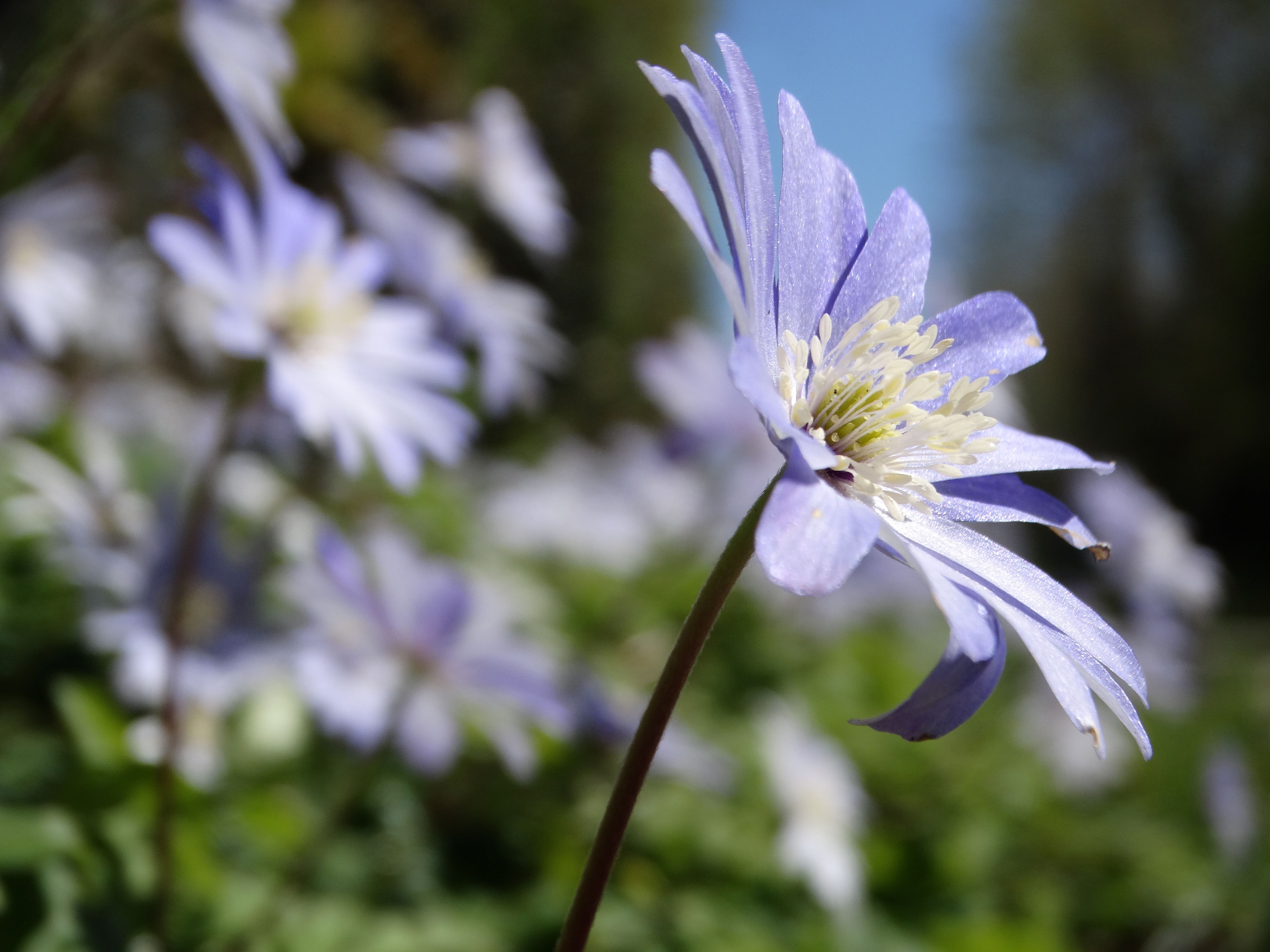 DSC00118 anemone appenina seibersdorf 2026-04-09.jpg