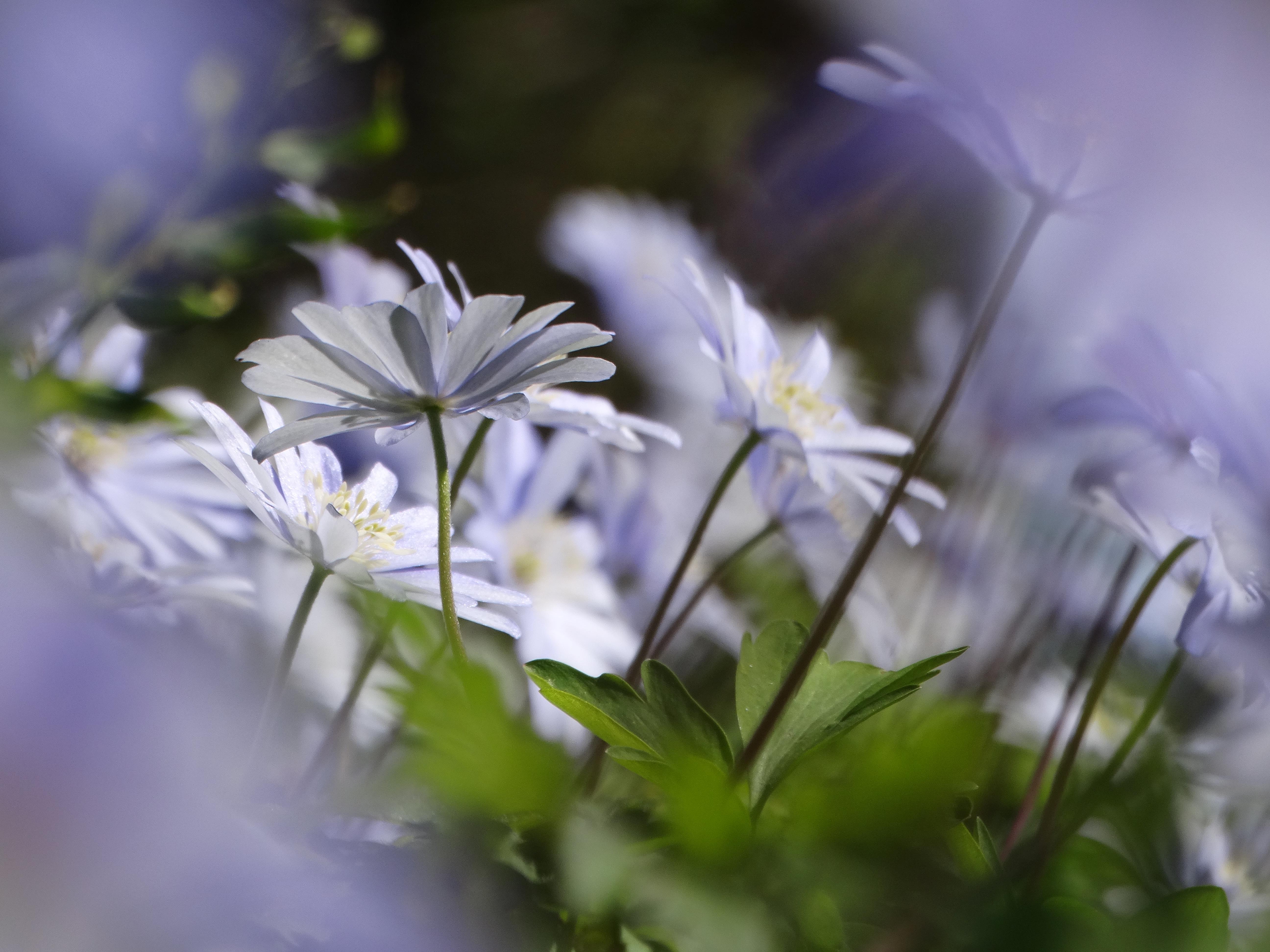 DSC00137 anemone appenina seibersdorf 2026-04-09.jpg