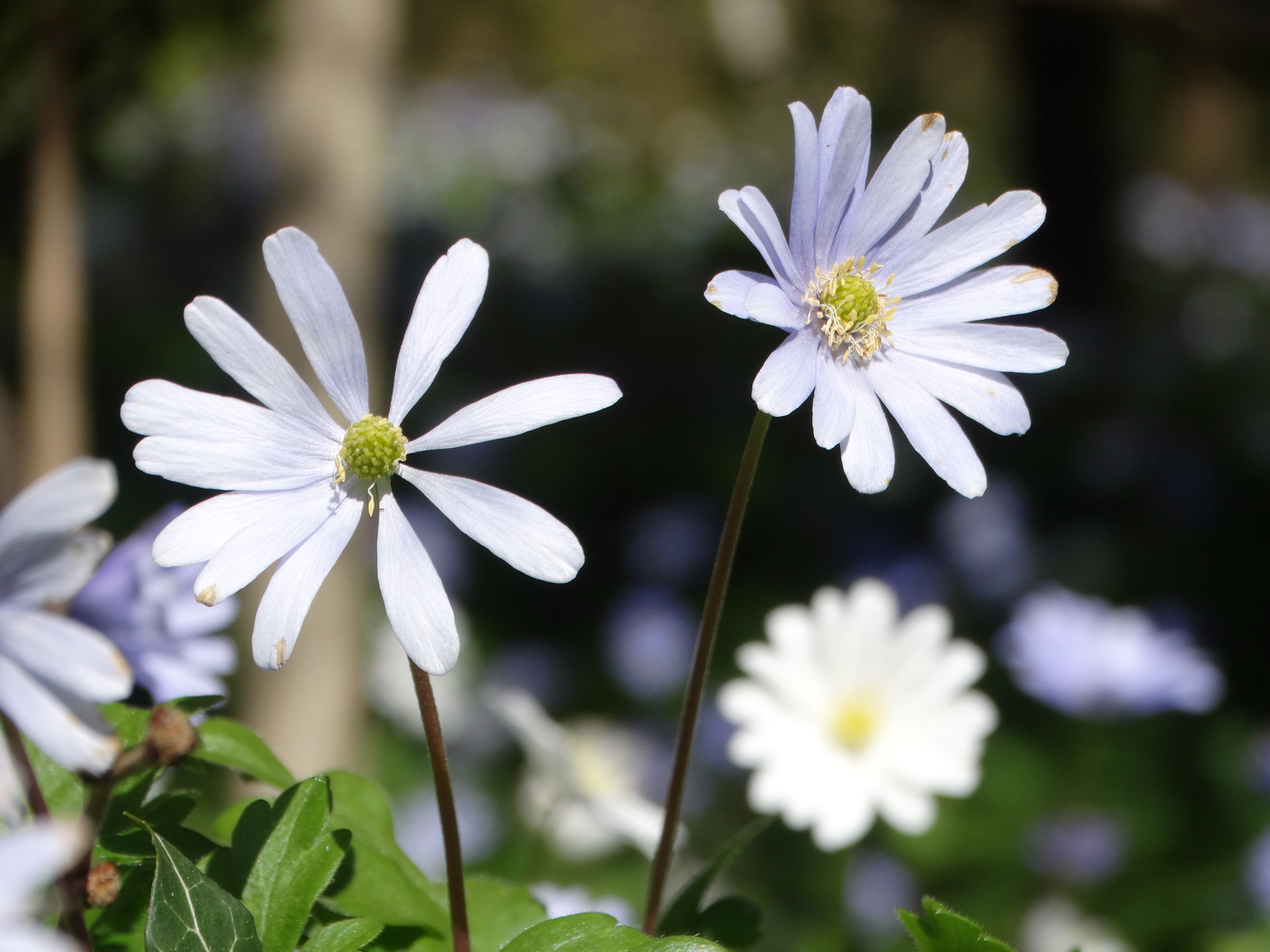 DSC00184 anemone appenina seibersdorf 2026-04-09.jpg
