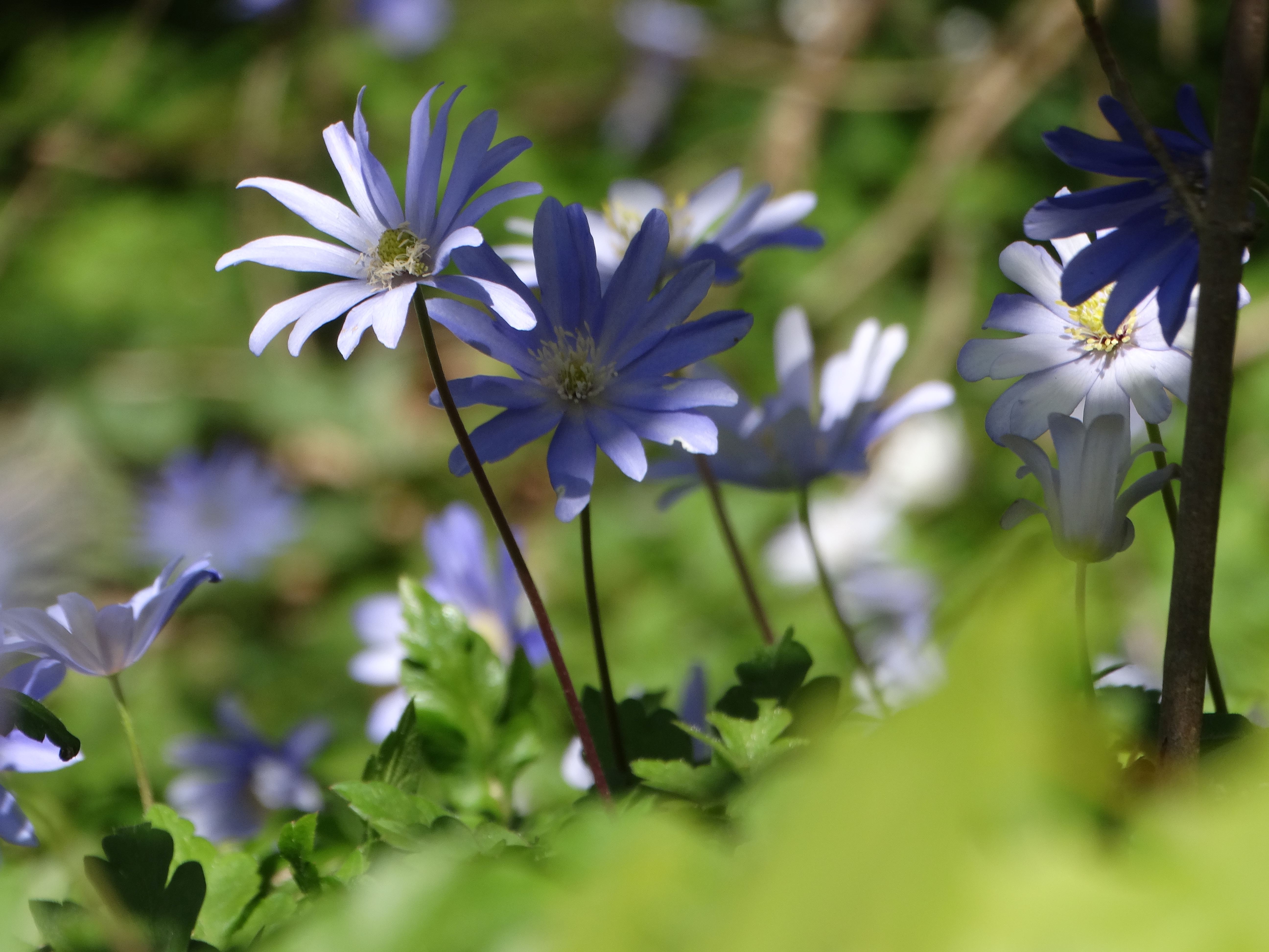 DSC00190 anemone appenina seibersdorf 2026-04-09.jpg
