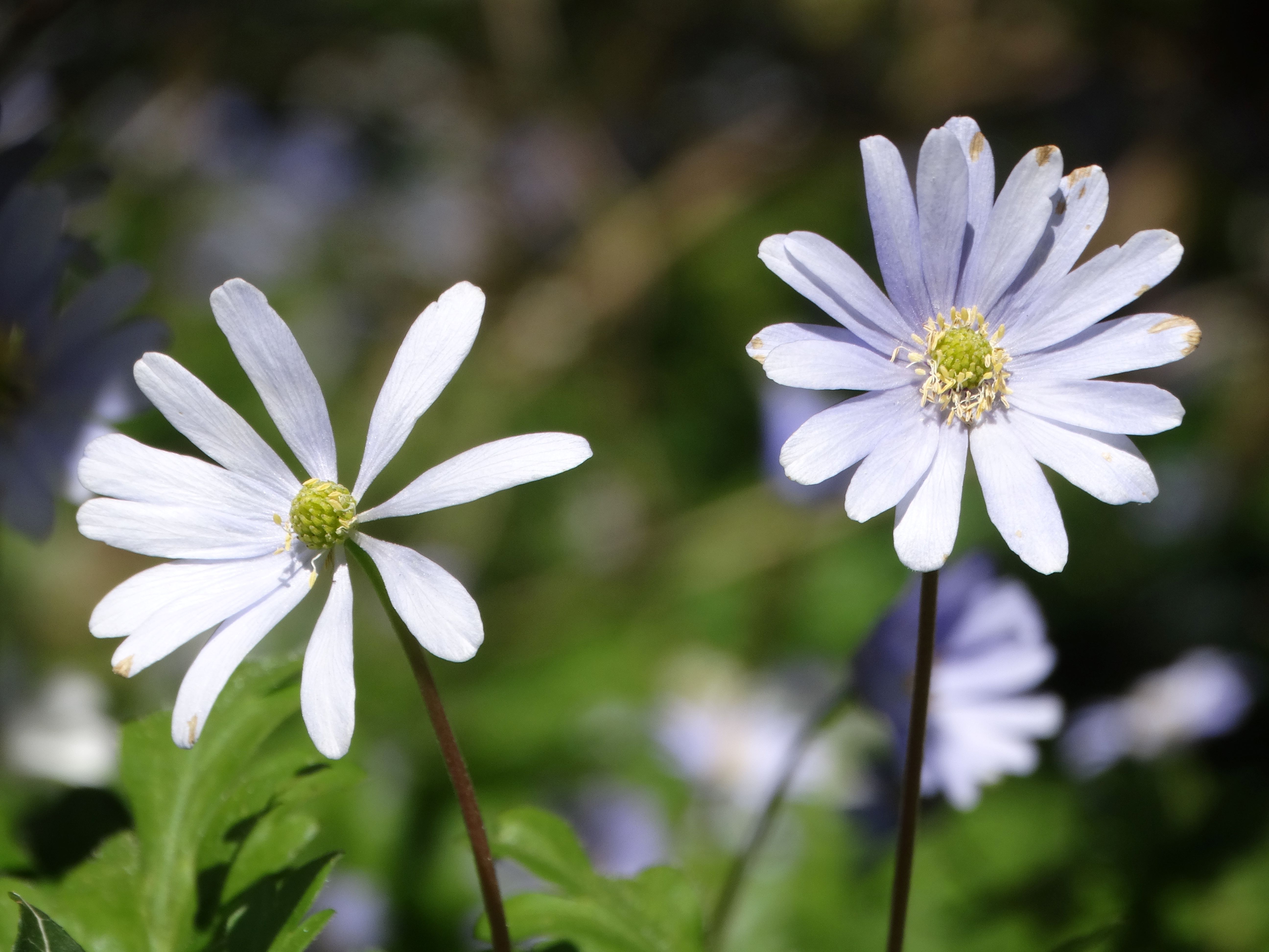 DSC00197 anemone appenina seibersdorf 2026-04-09.jpg