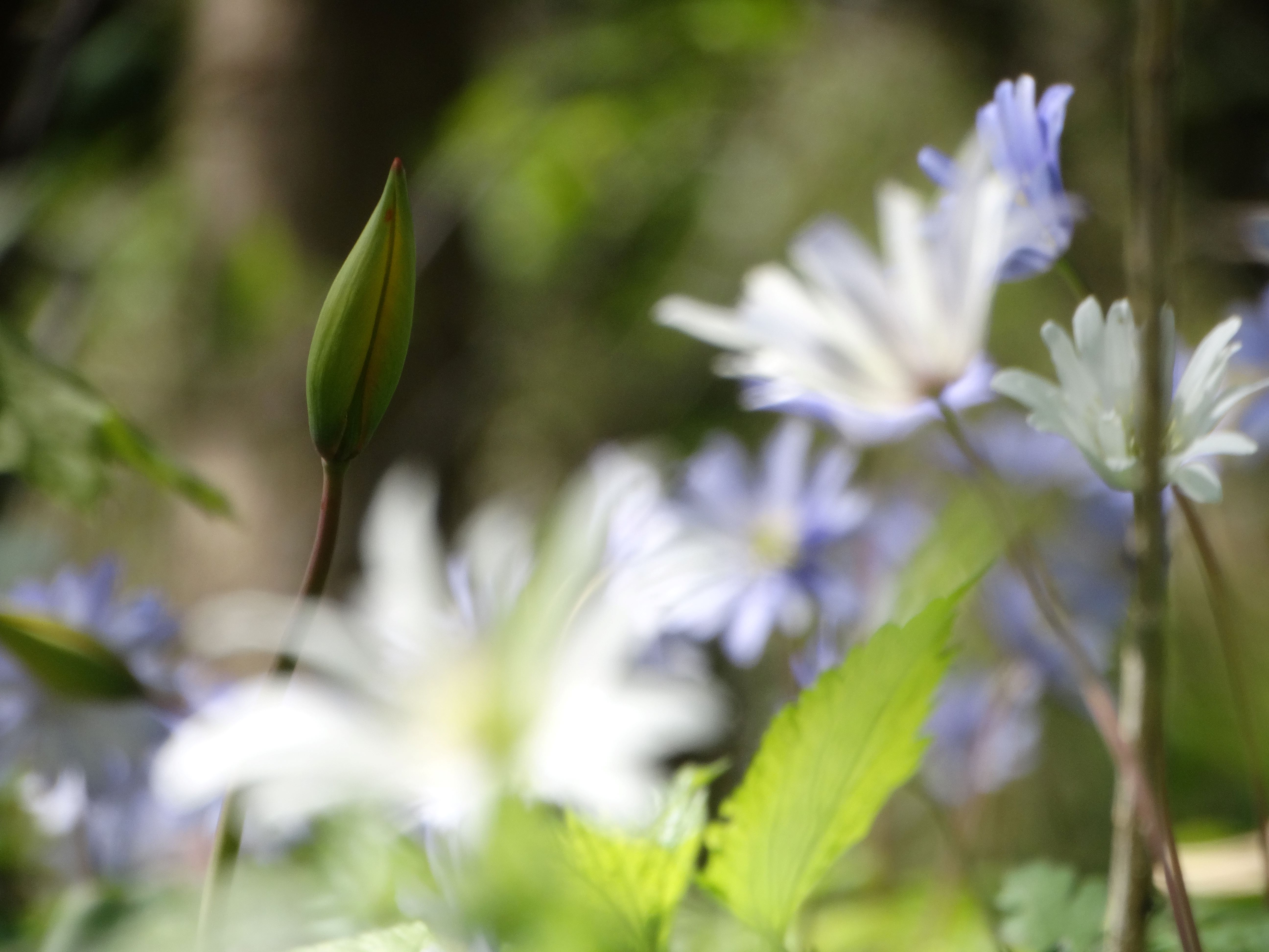DSC00211 tulipa sylvestris seibersdorf 2026-04-09.jpg