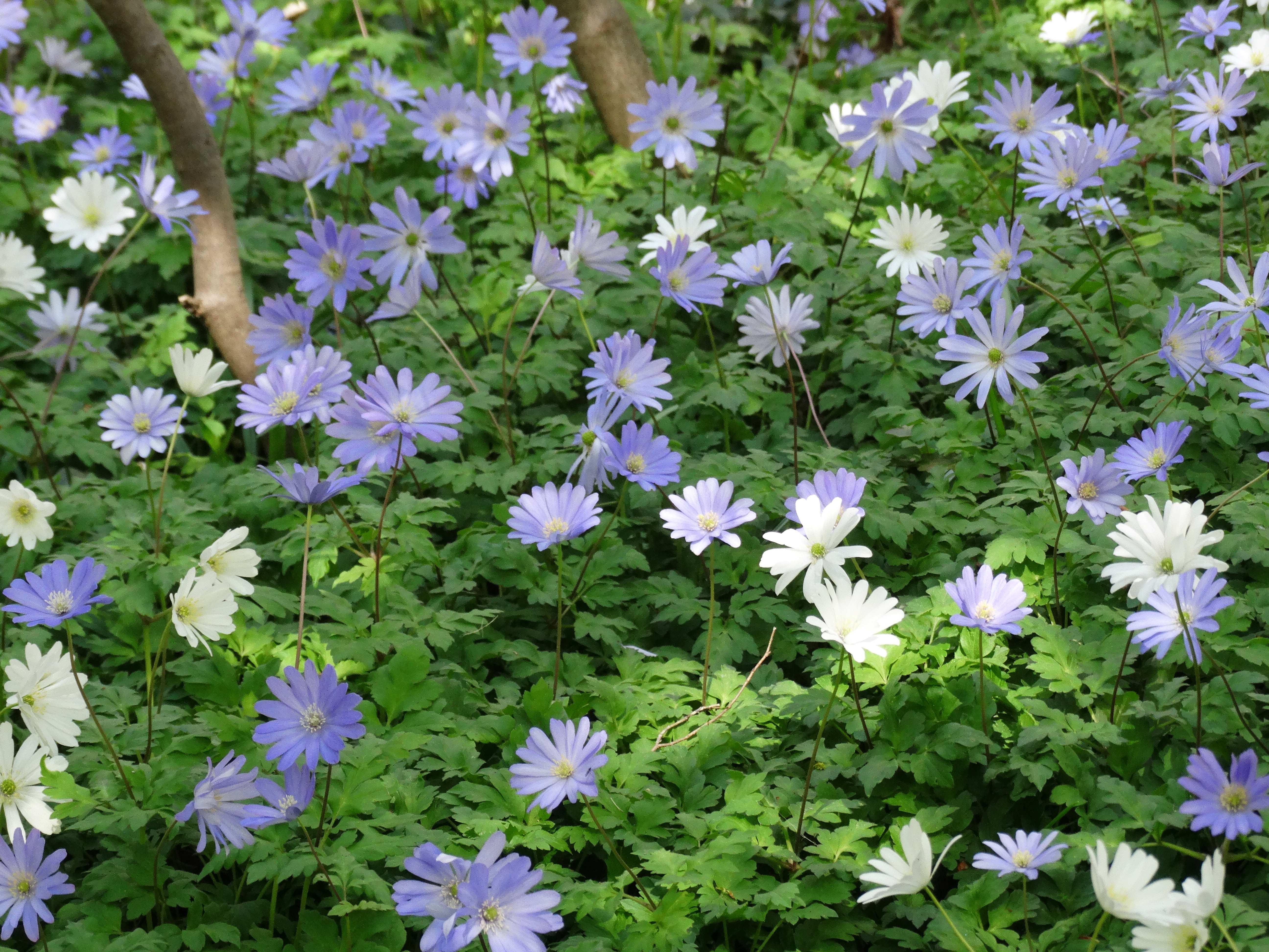 DSC00219 anemone appenina seibersdorf 2026-04-09.jpg