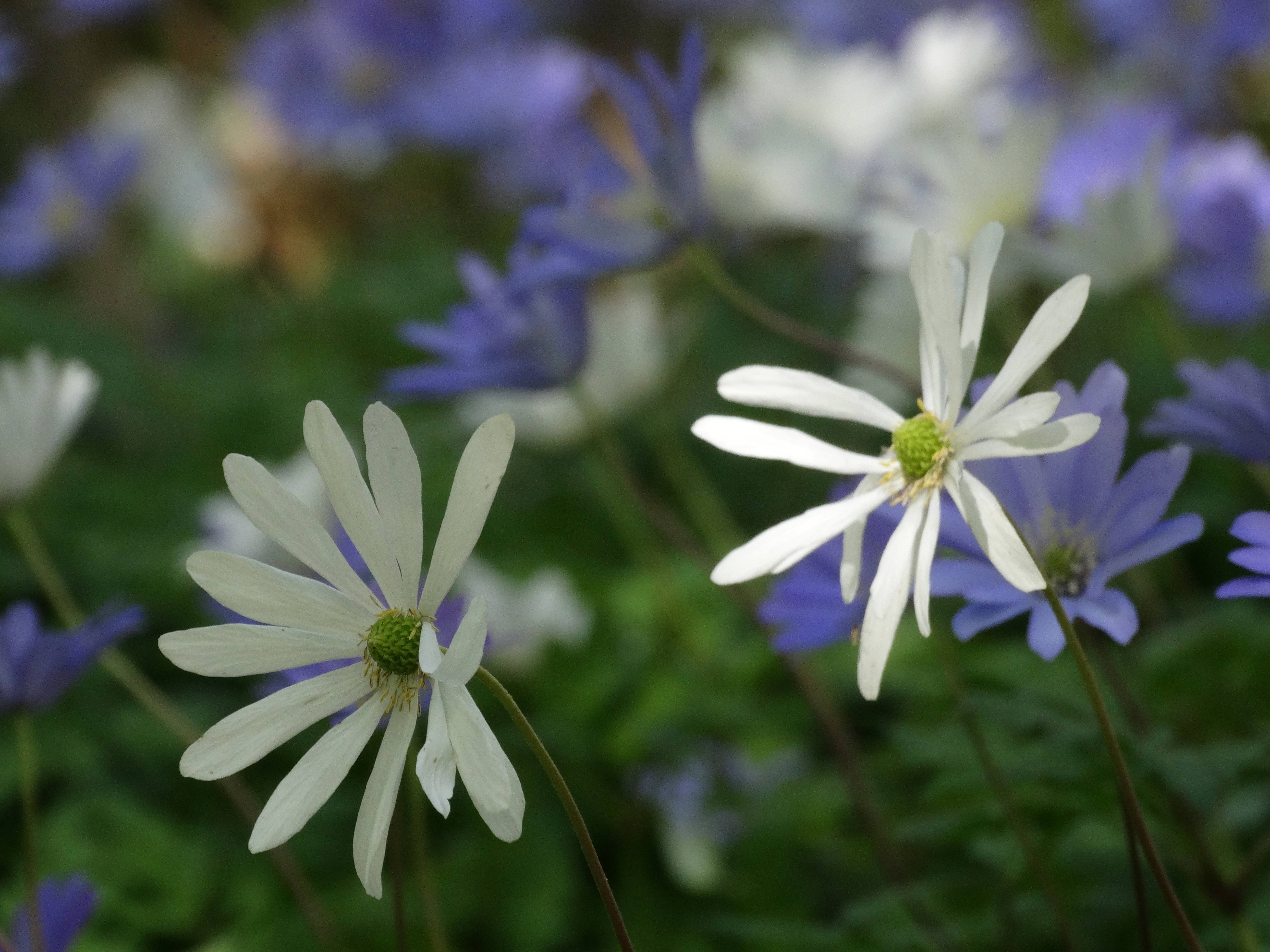 DSC00222 anemone appenina seibersdorf 2026-04-09.jpg