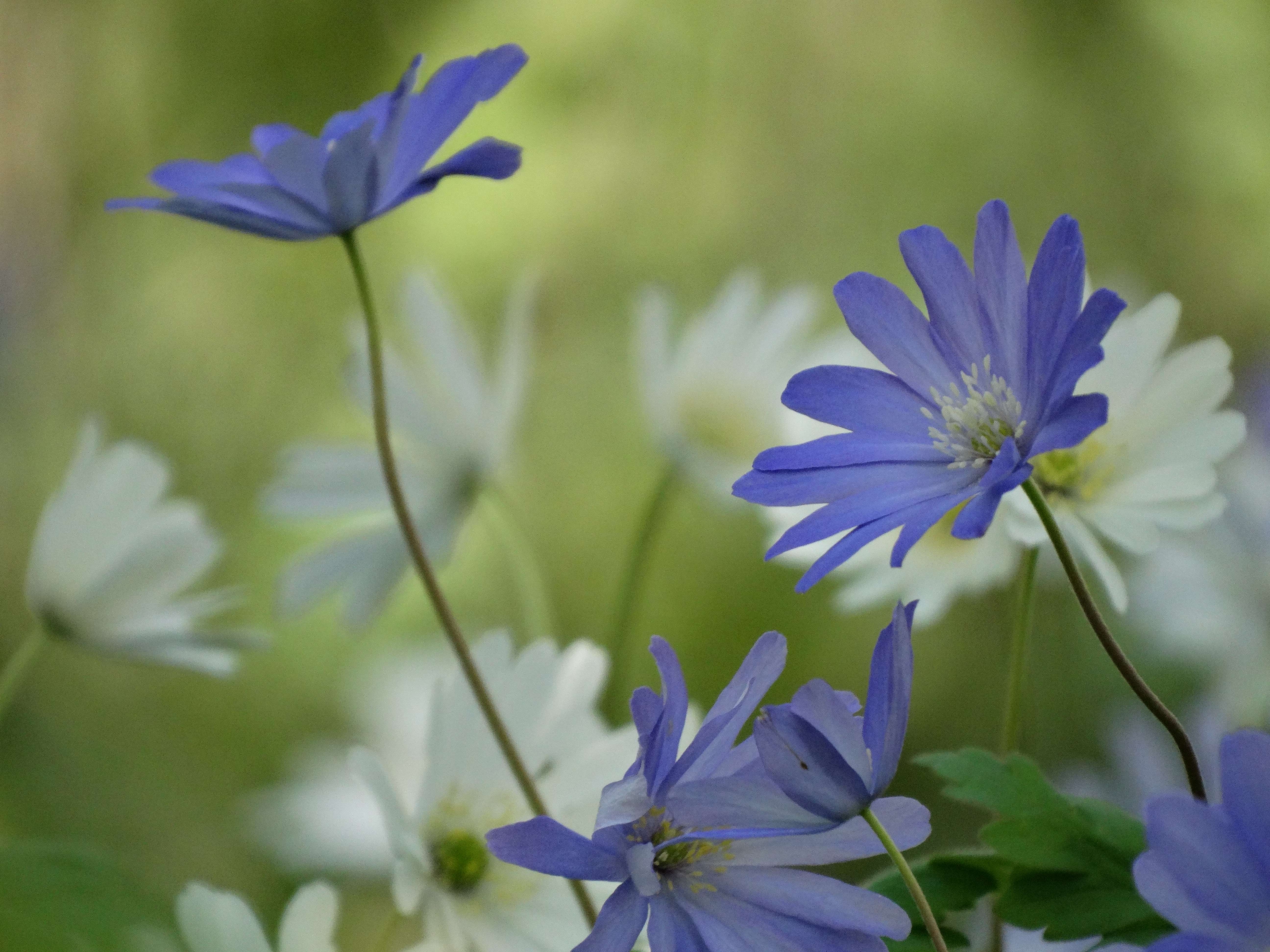 DSC00231 anemone appenina seibersdorf 2026-04-09.jpg