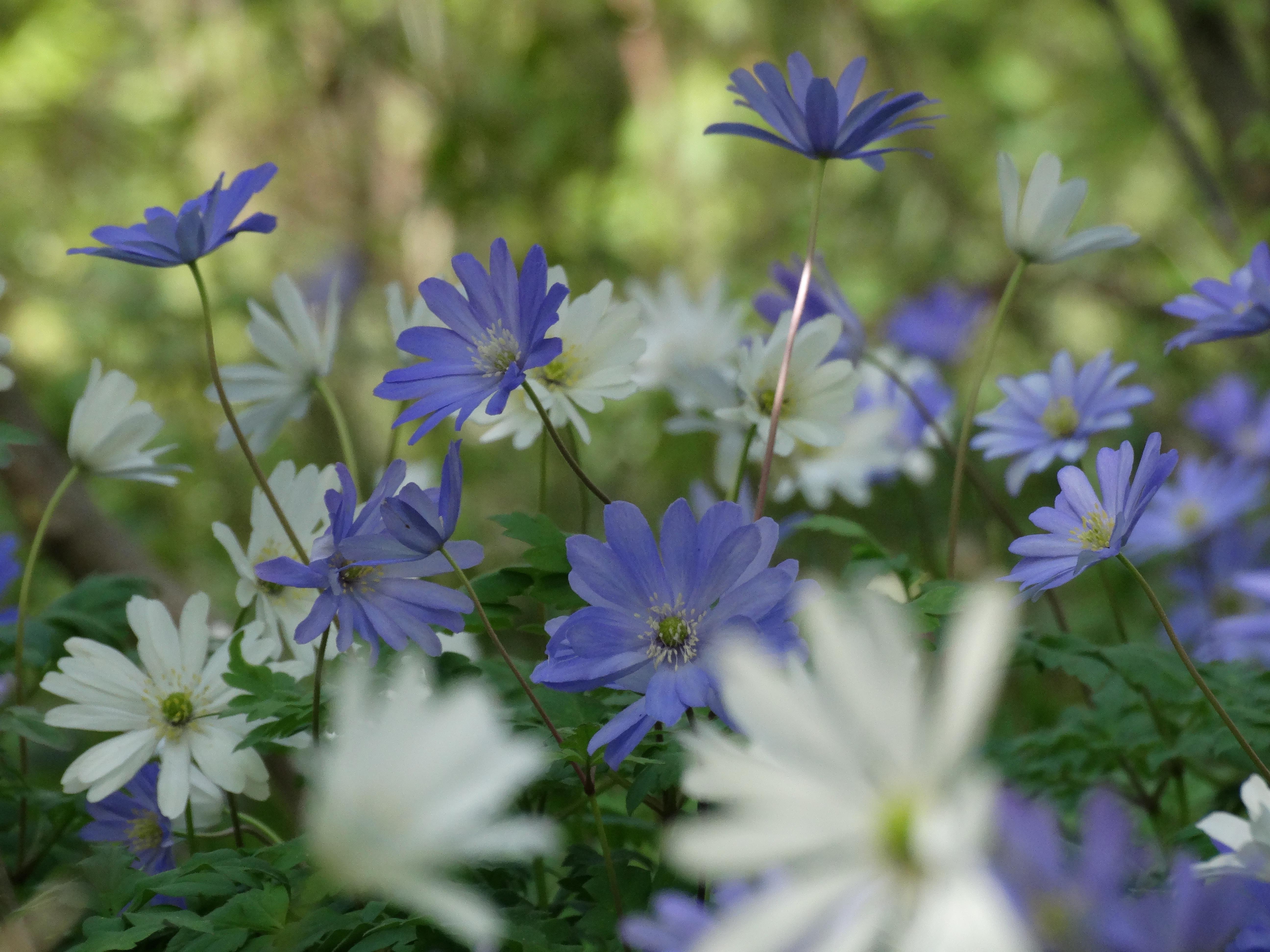 DSC00236 anemone appenina seibersdorf 2026-04-09.jpg
