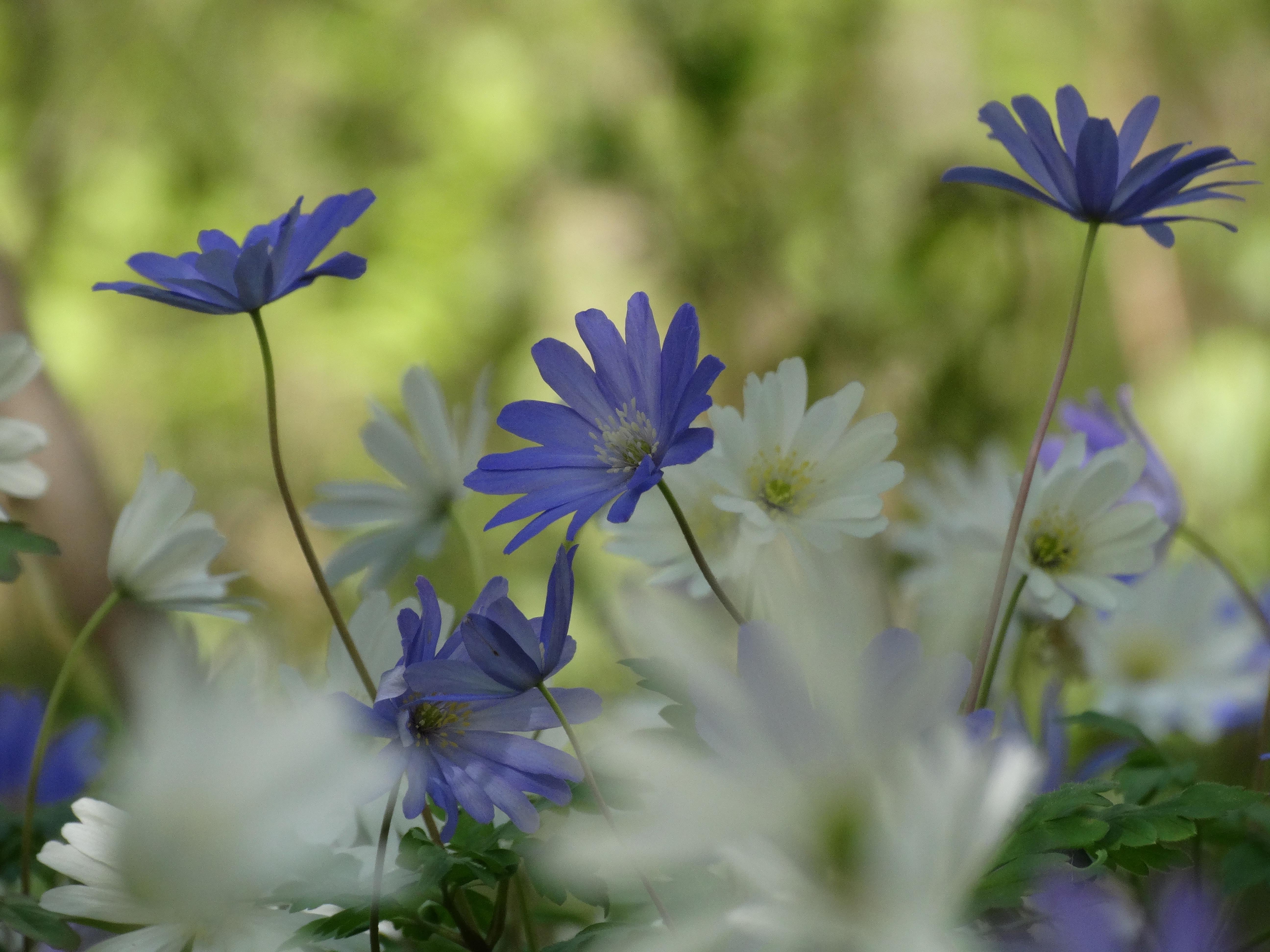 DSC00241 anemone appenina seibersdorf 2026-04-09.jpg