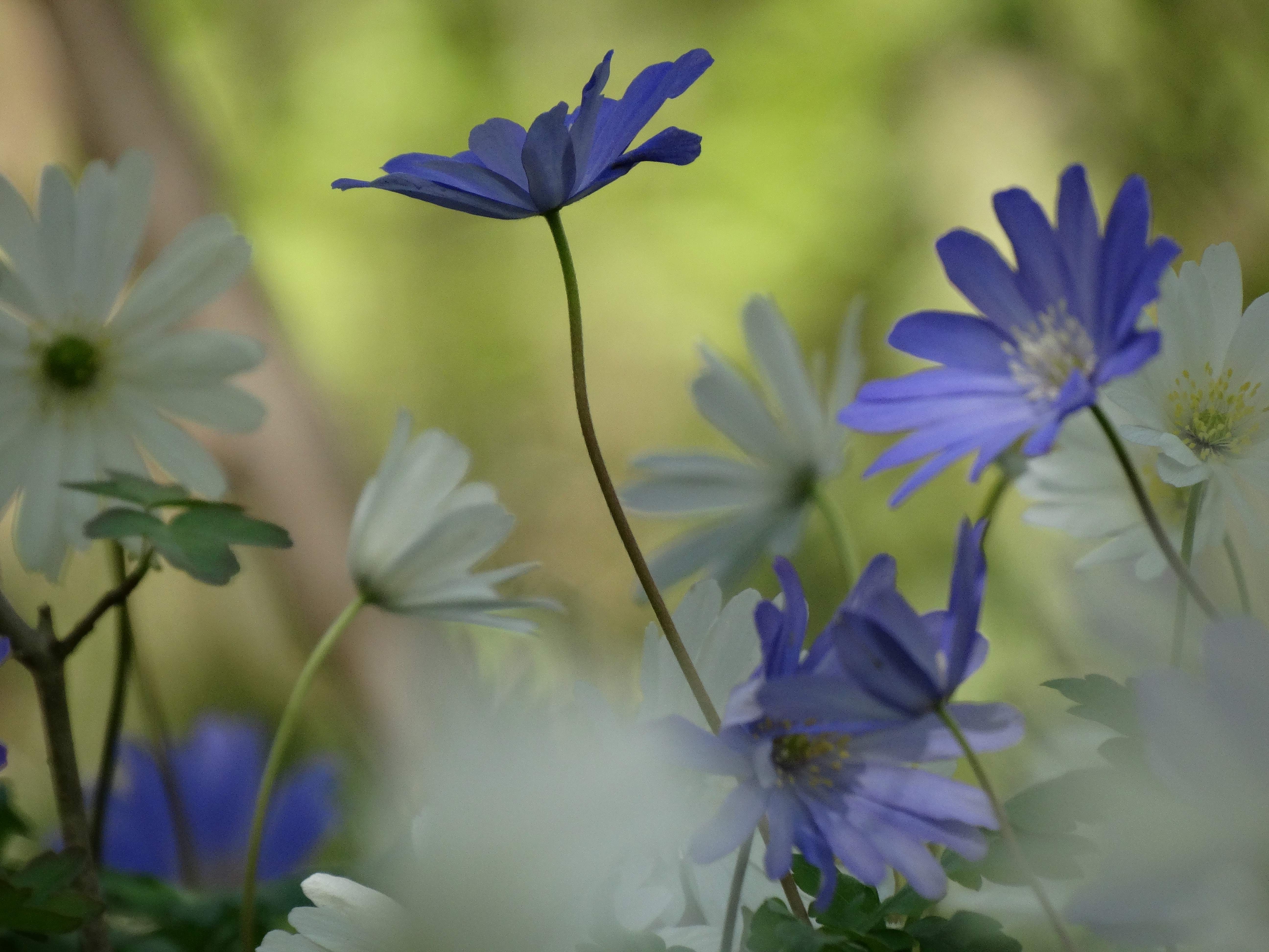 DSC00242 anemone appenina seibersdorf 2026-04-09.jpg