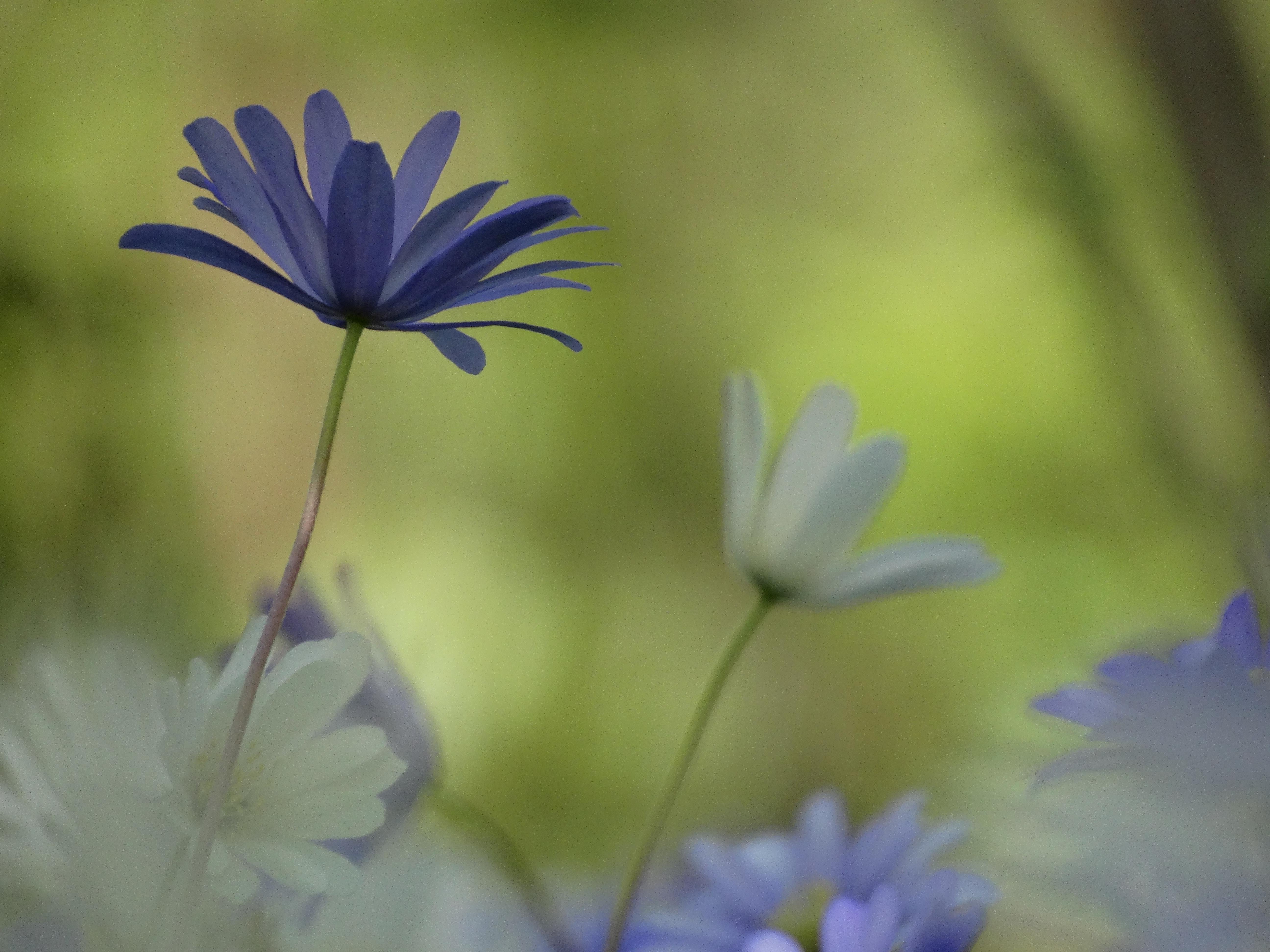 DSC00249 anemone appenina seibersdorf 2026-04-09.jpg
