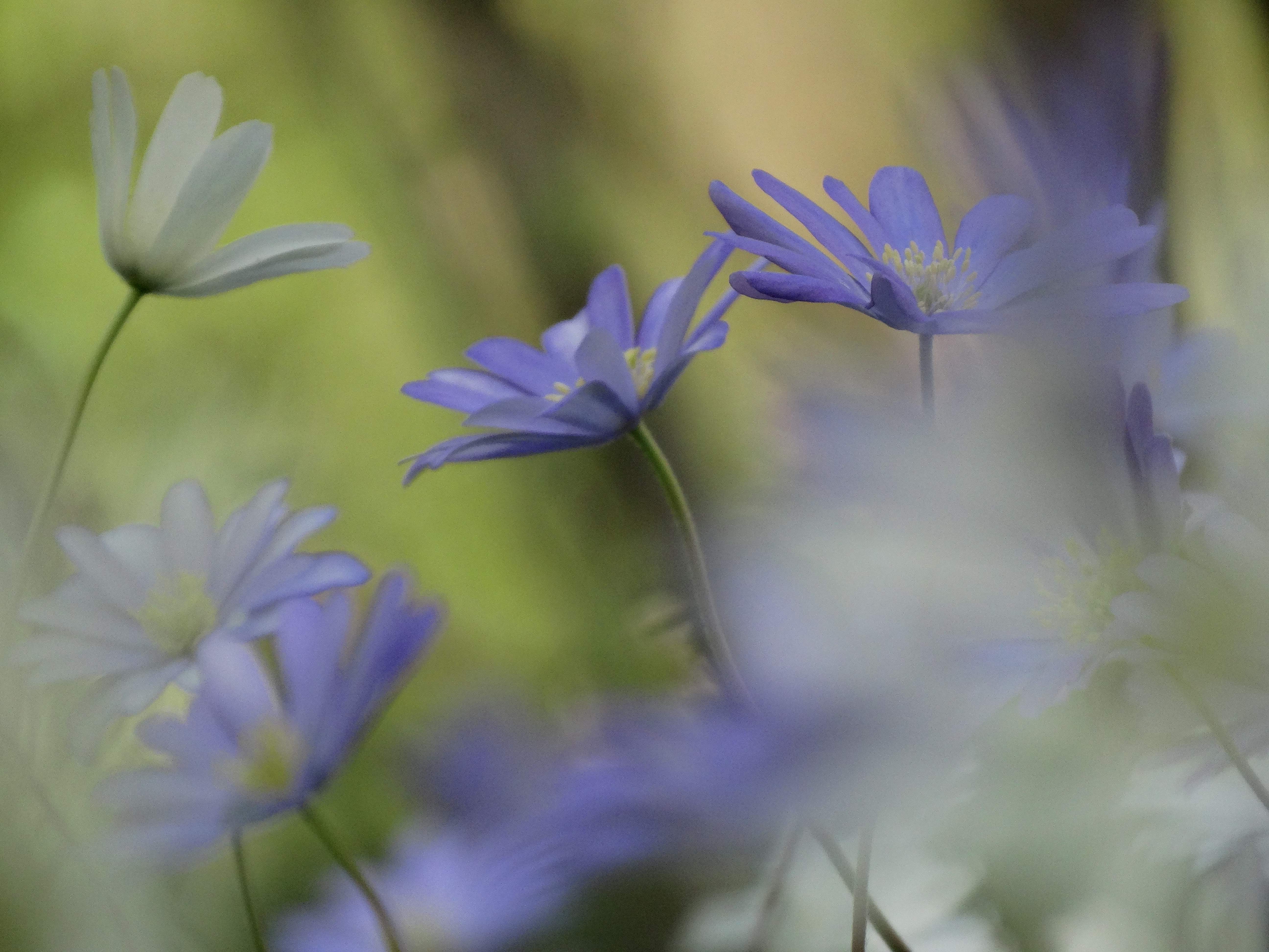 DSC00250 anemone appenina seibersdorf 2026-04-09.jpg
