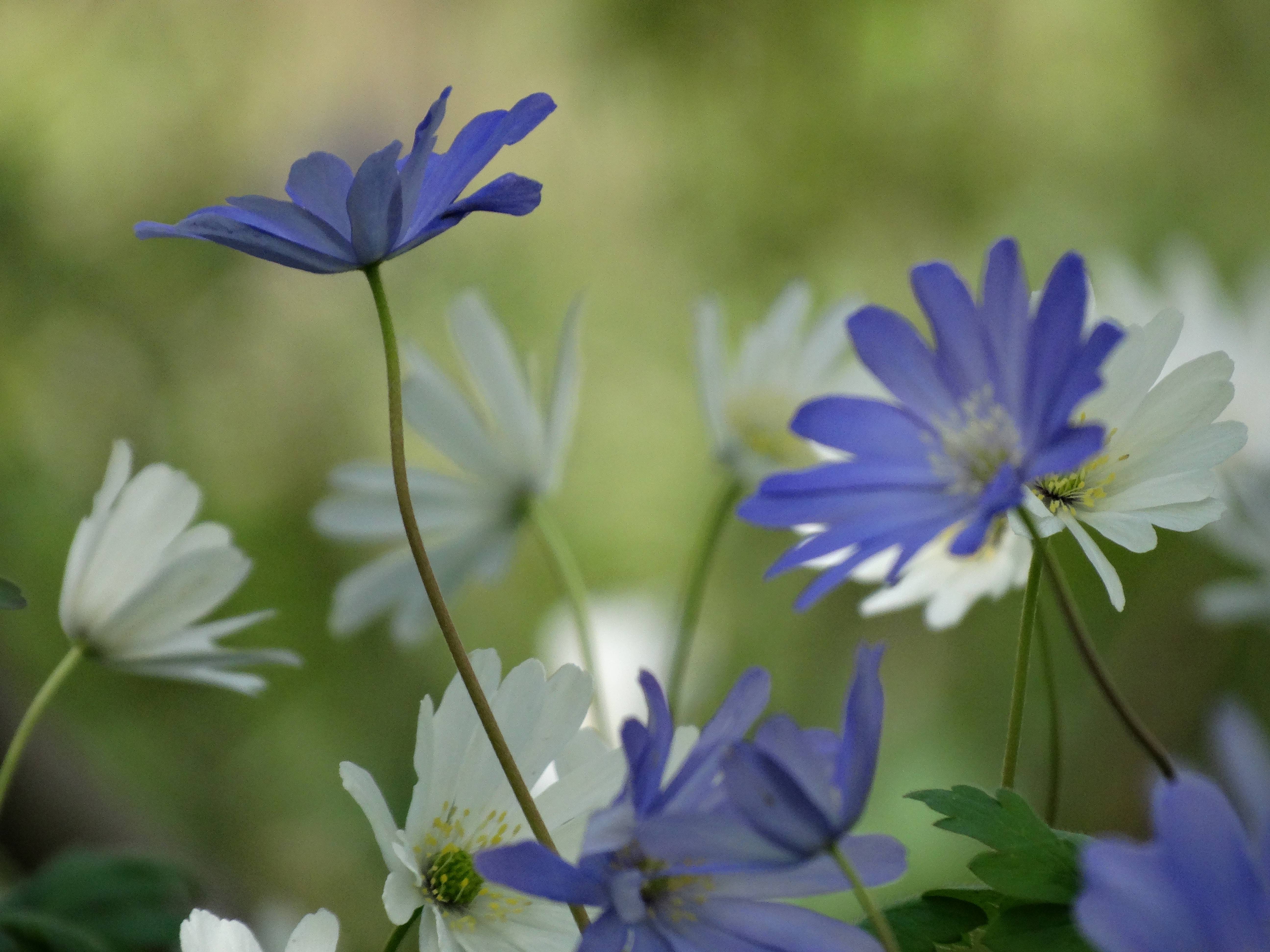DSC00253 anemone appenina seibersdorf 2026-04-09.jpg