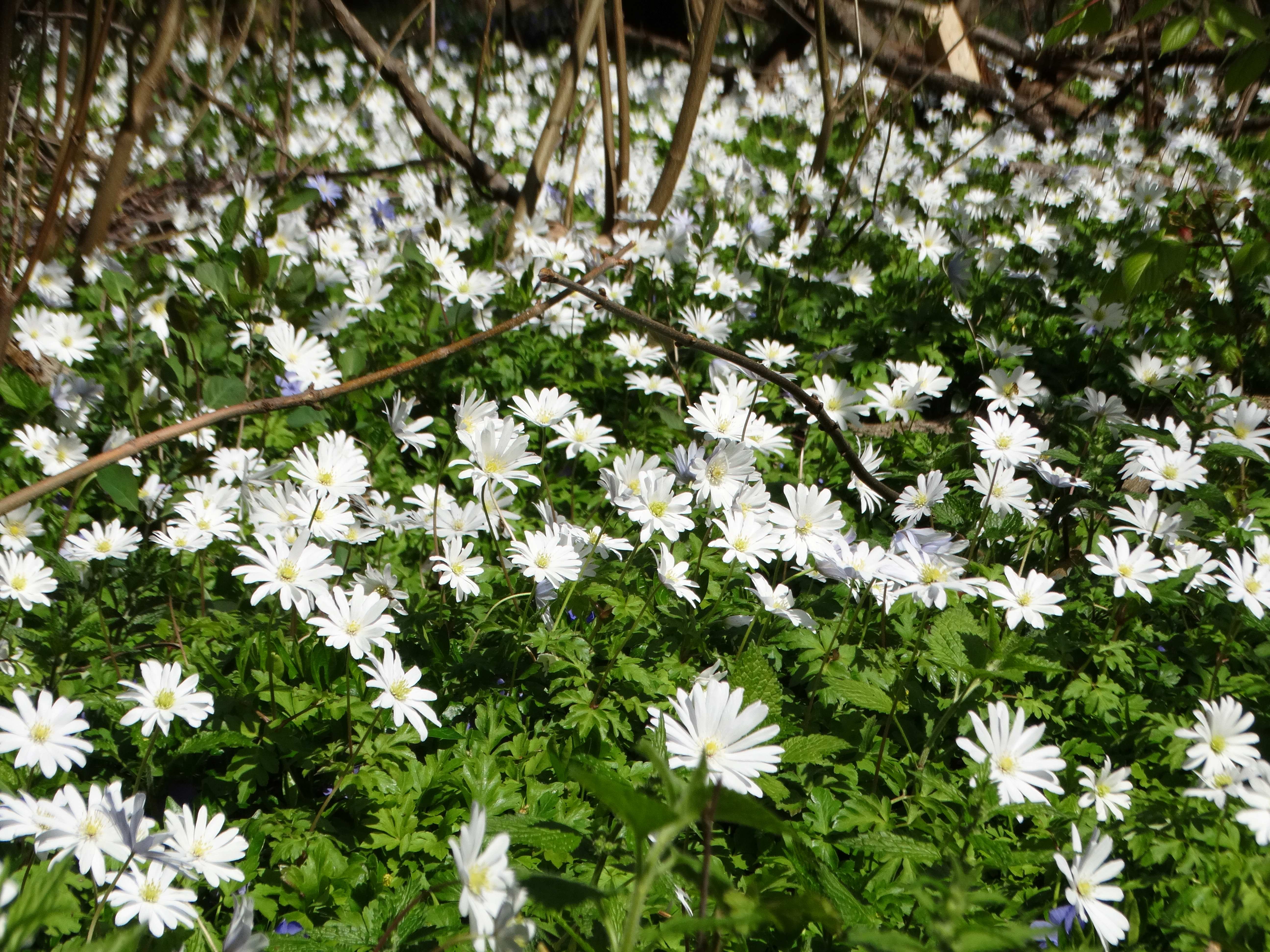 DSC00272 anemone appenina seibersdorf 2026-04-09.jpg