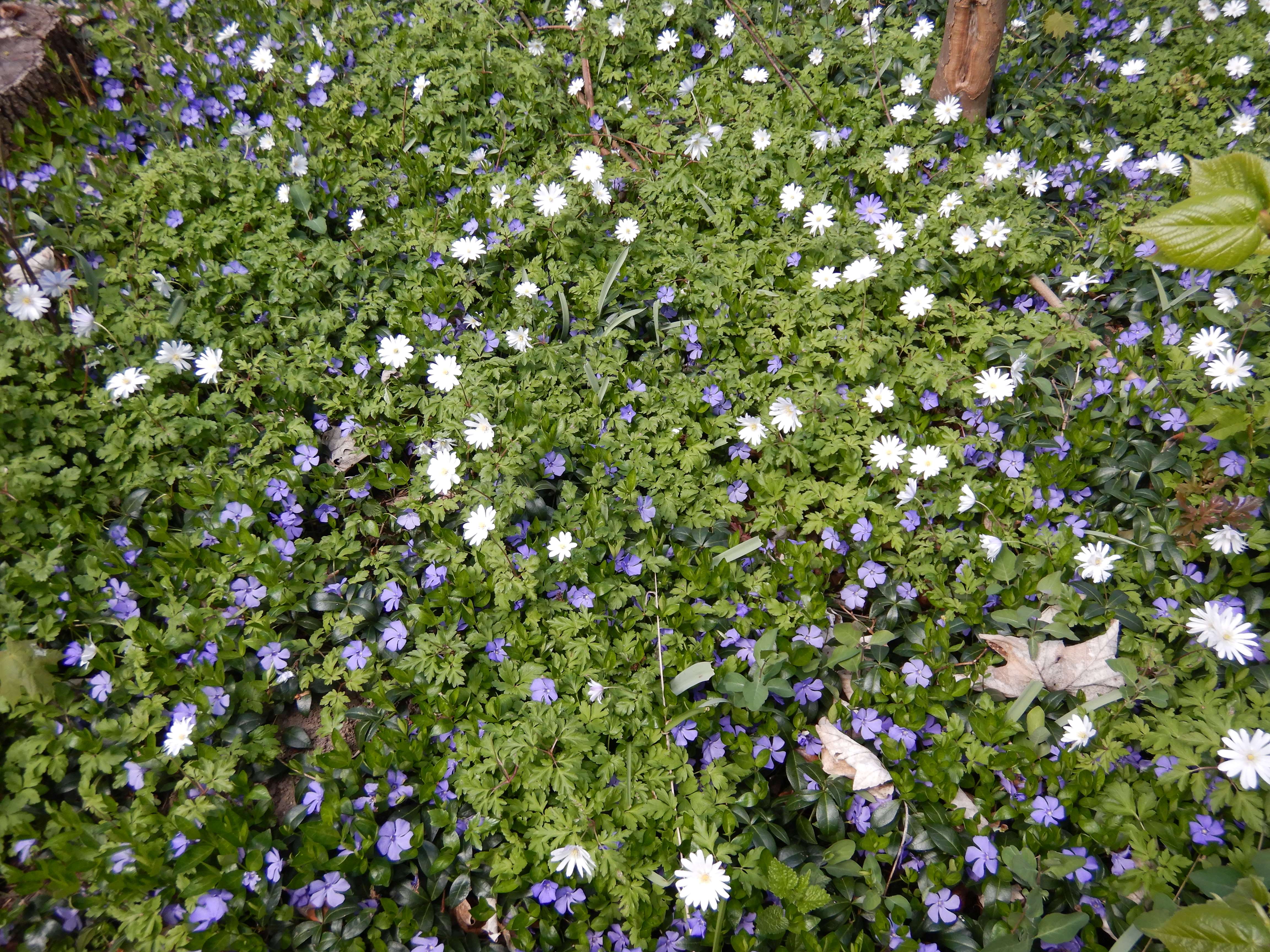 DSCN9795 anemone appenina seibersdorf 2026-04-09.jpg
