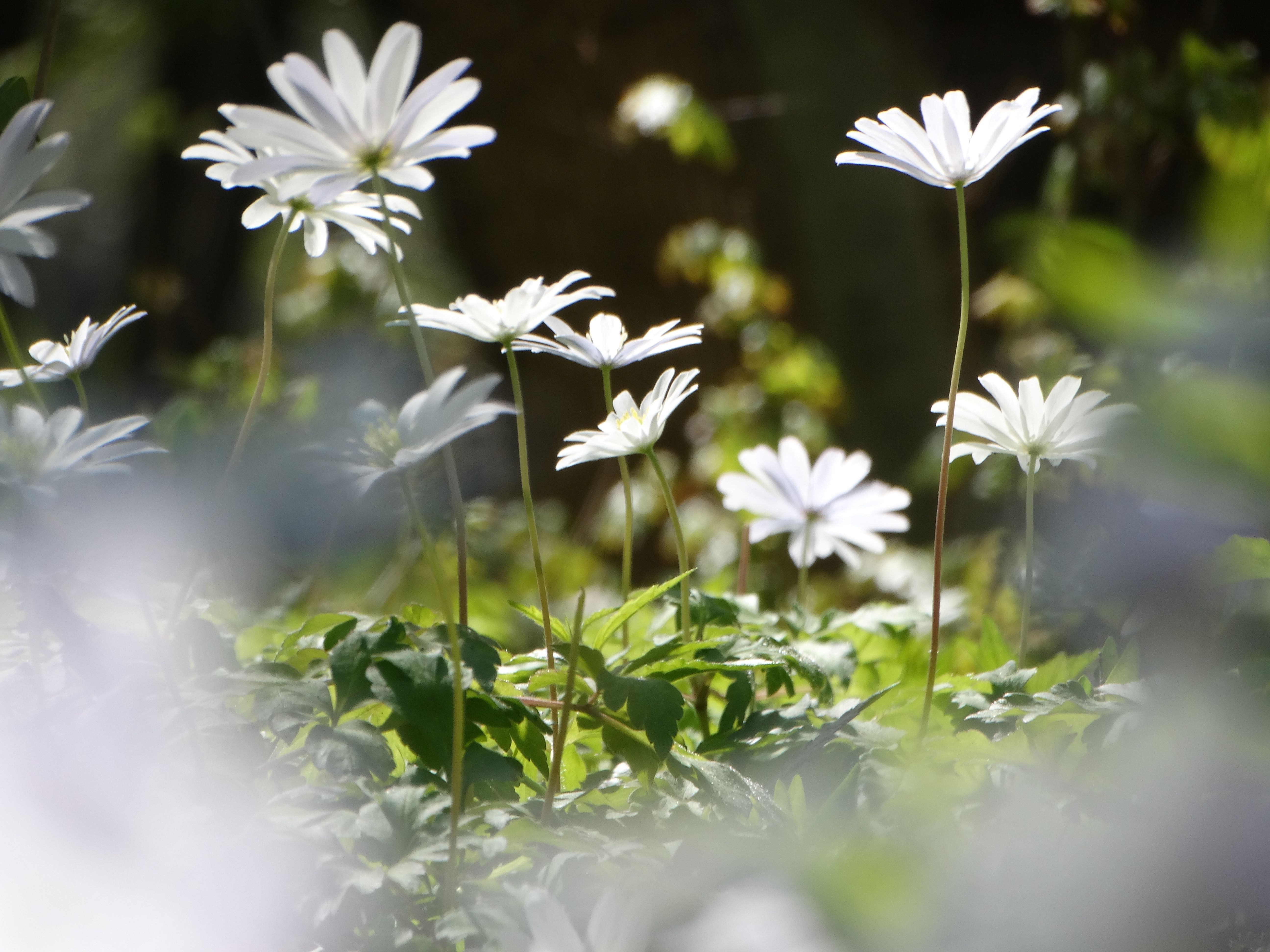 DSC00295 anemone appenina seibersdorf 2026-04-09.jpg