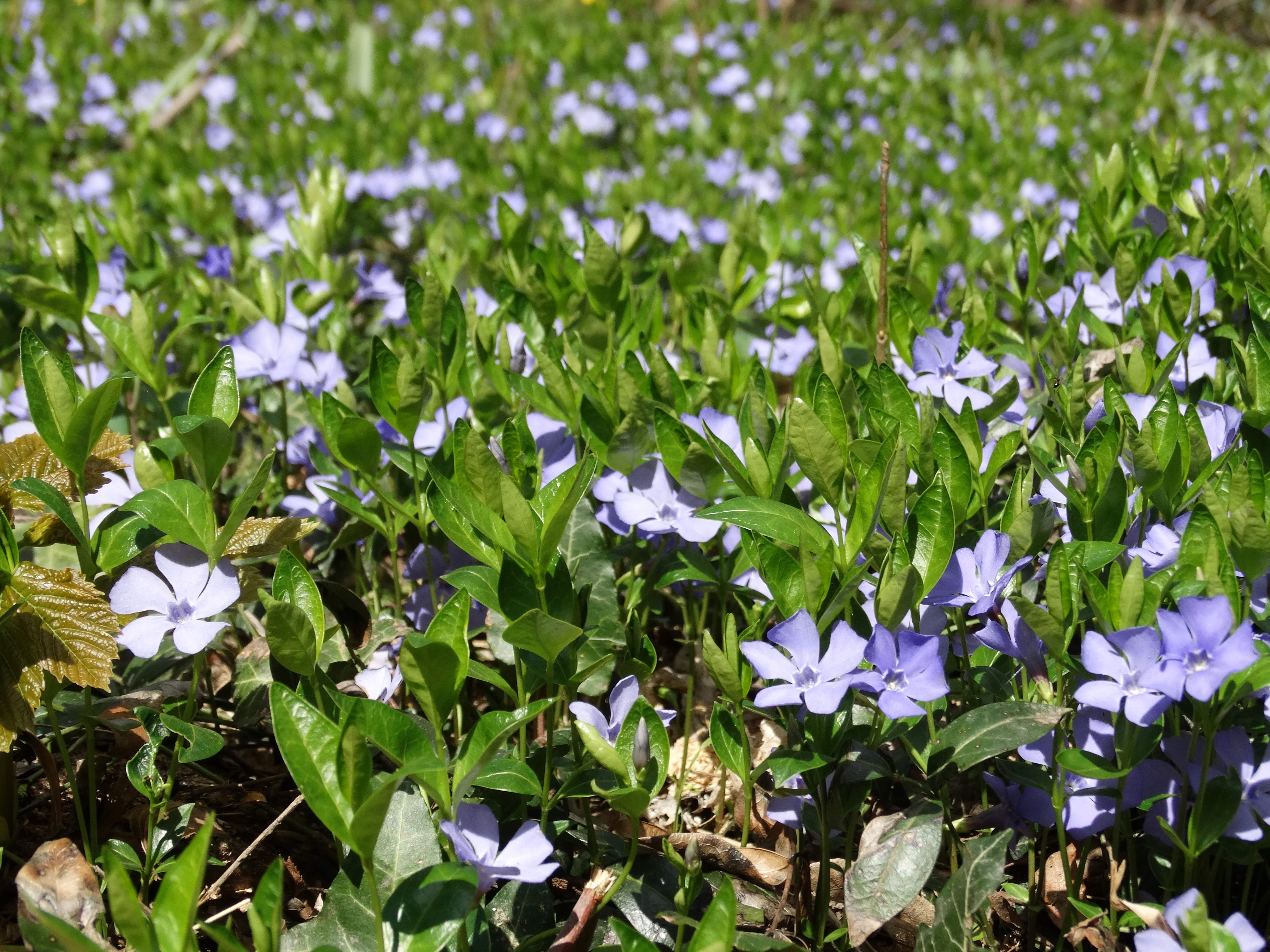DSC00311 vinca minor seibersdorf 2026-04-09.jpg