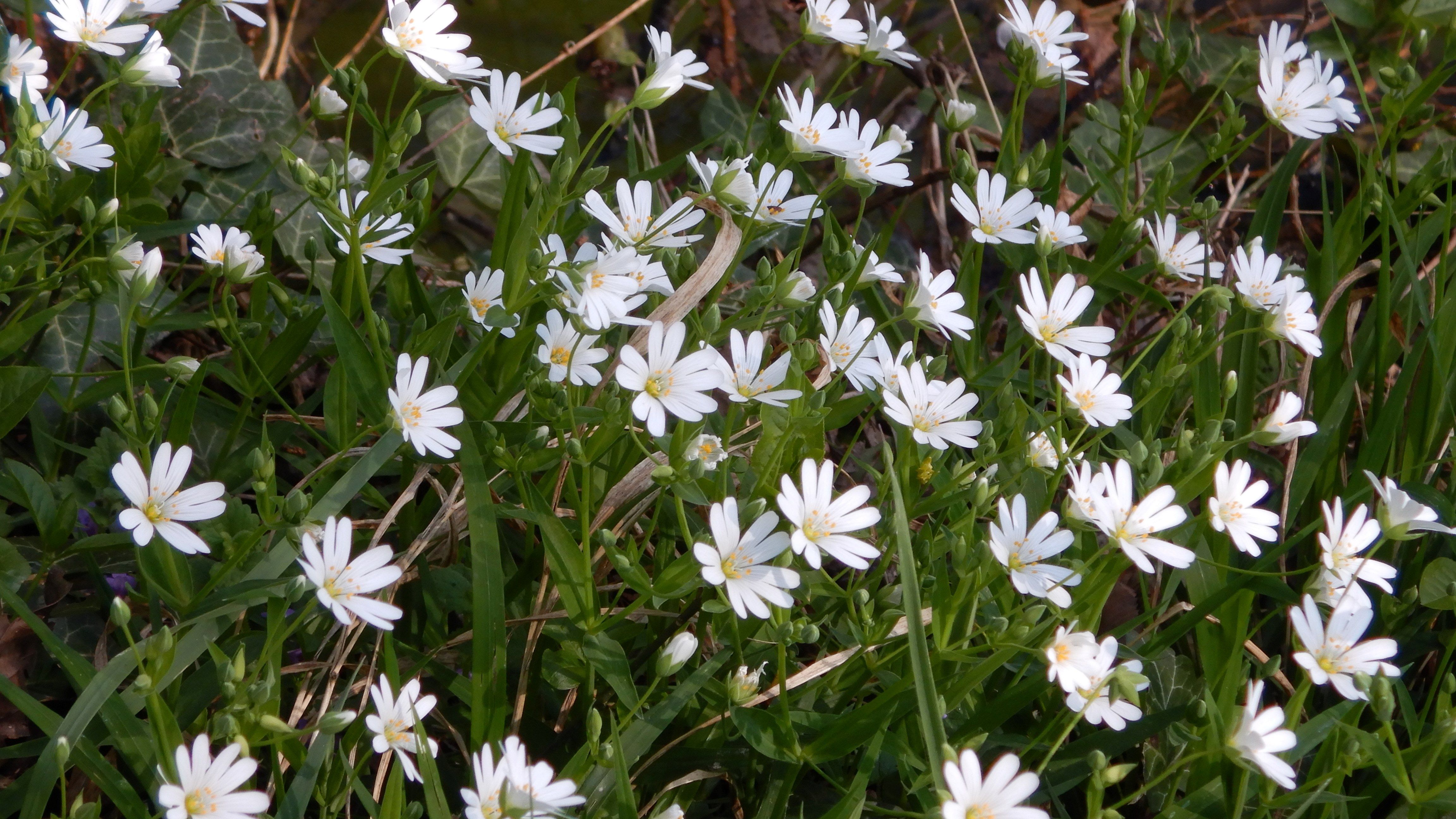 DSCN9899 stellaria holostea seibersdorf 2026-04-09.jpg