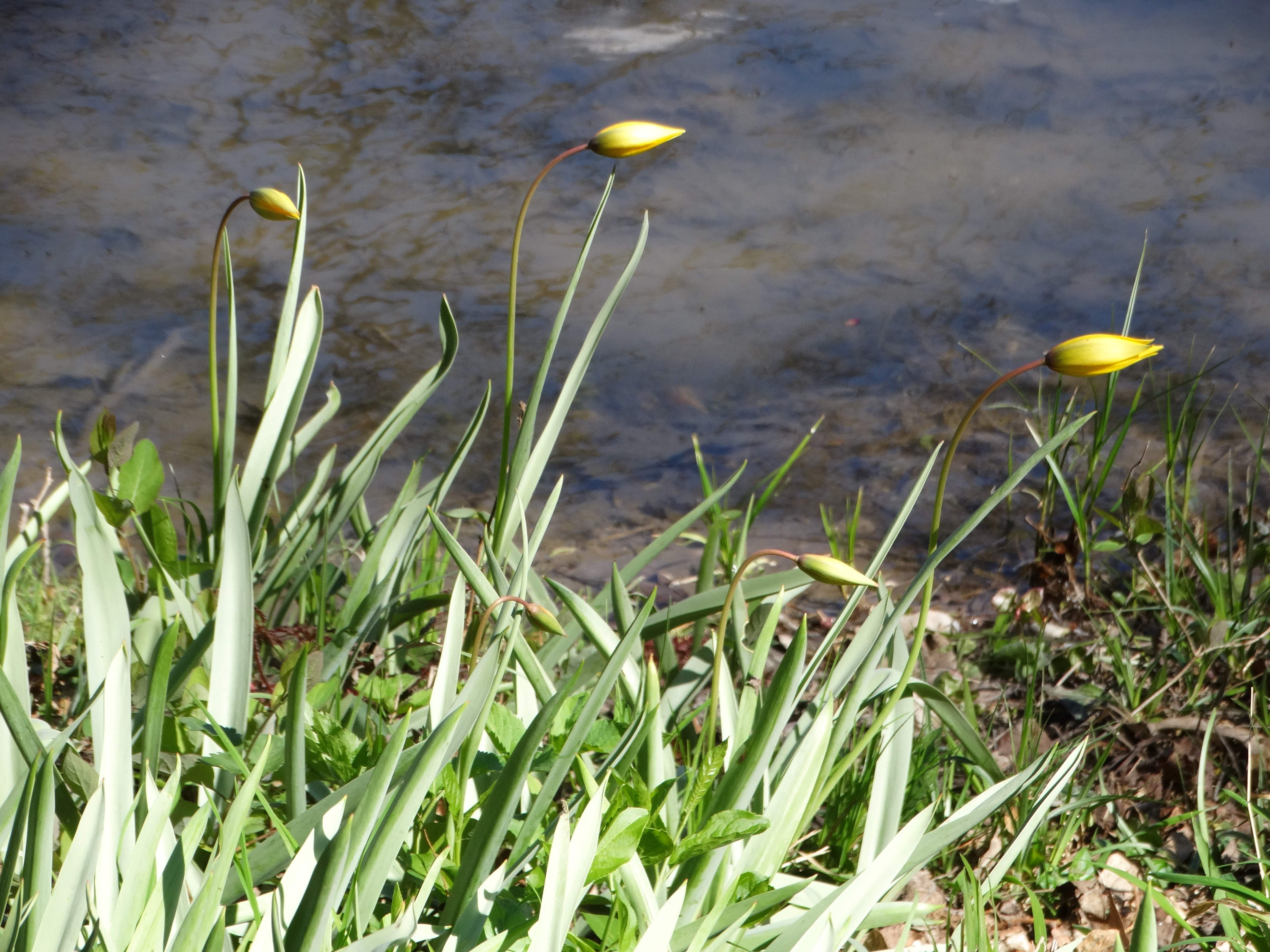 DSC00350 tulipa sylvestris seibersdorf 2026-04-09.jpg