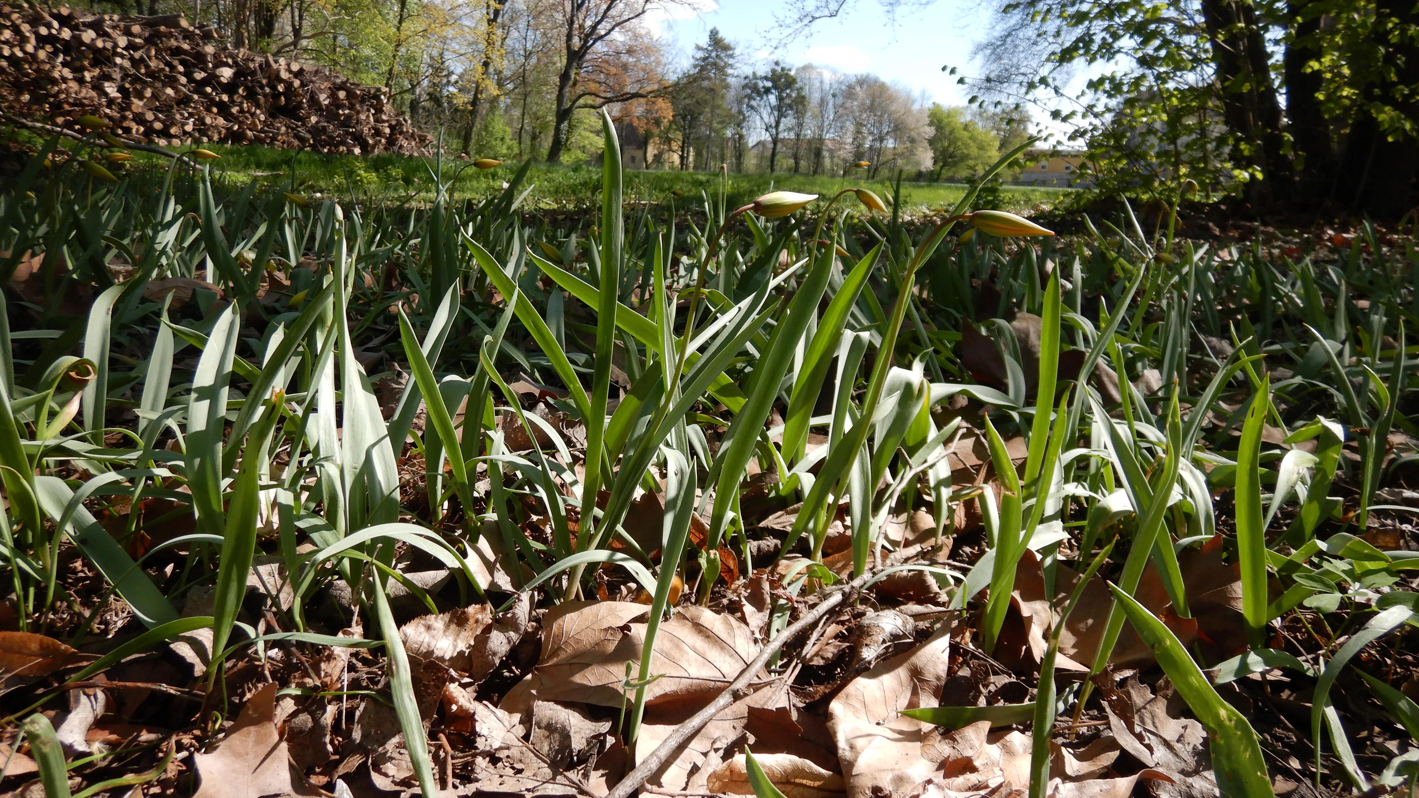 DSCN9925 tulipa sylvestris seibersdorf 2026-04-09.jpg