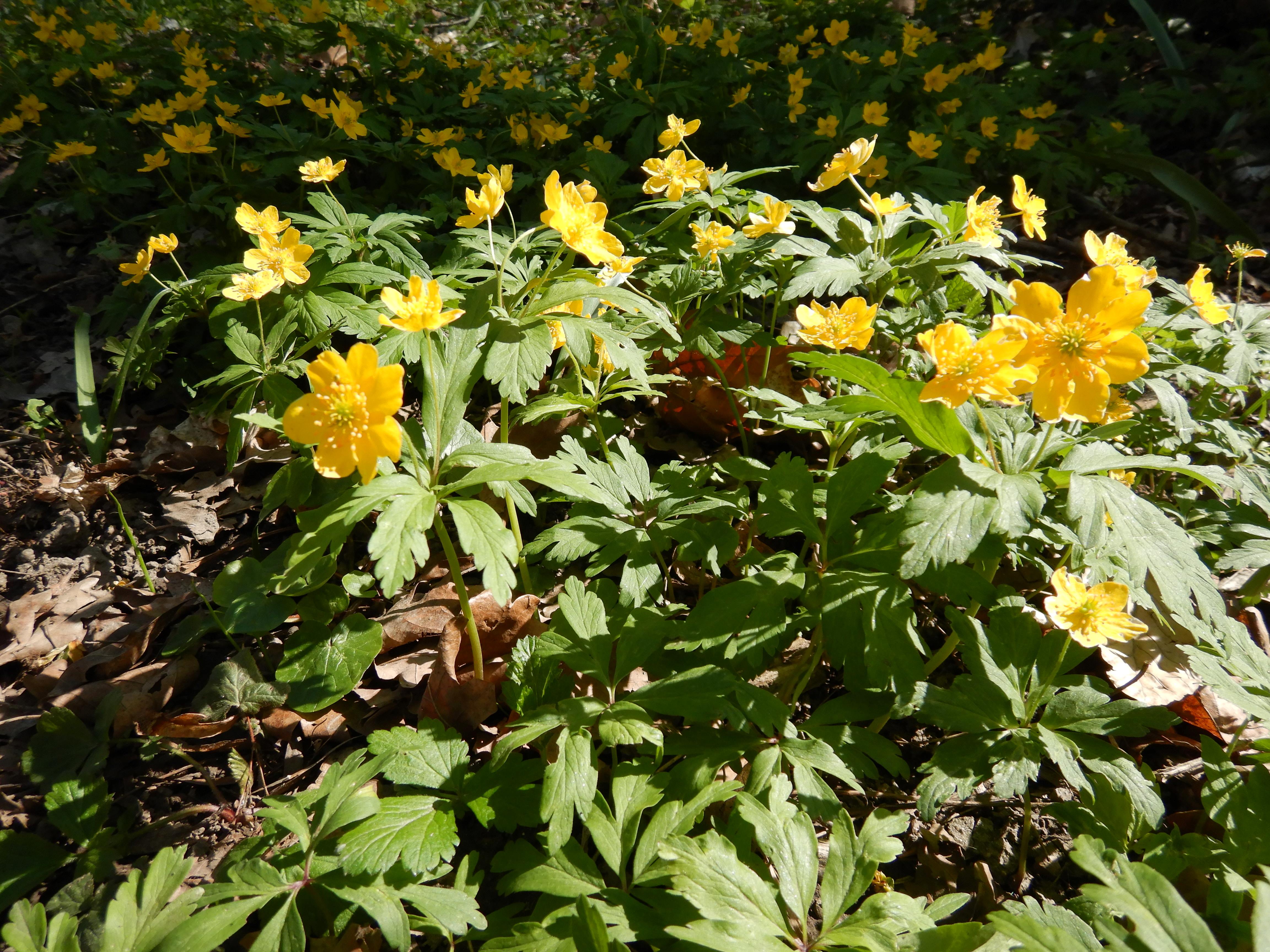 DSCN9935 anemone ranunculoides seibersdorf 2026-04-09.jpg