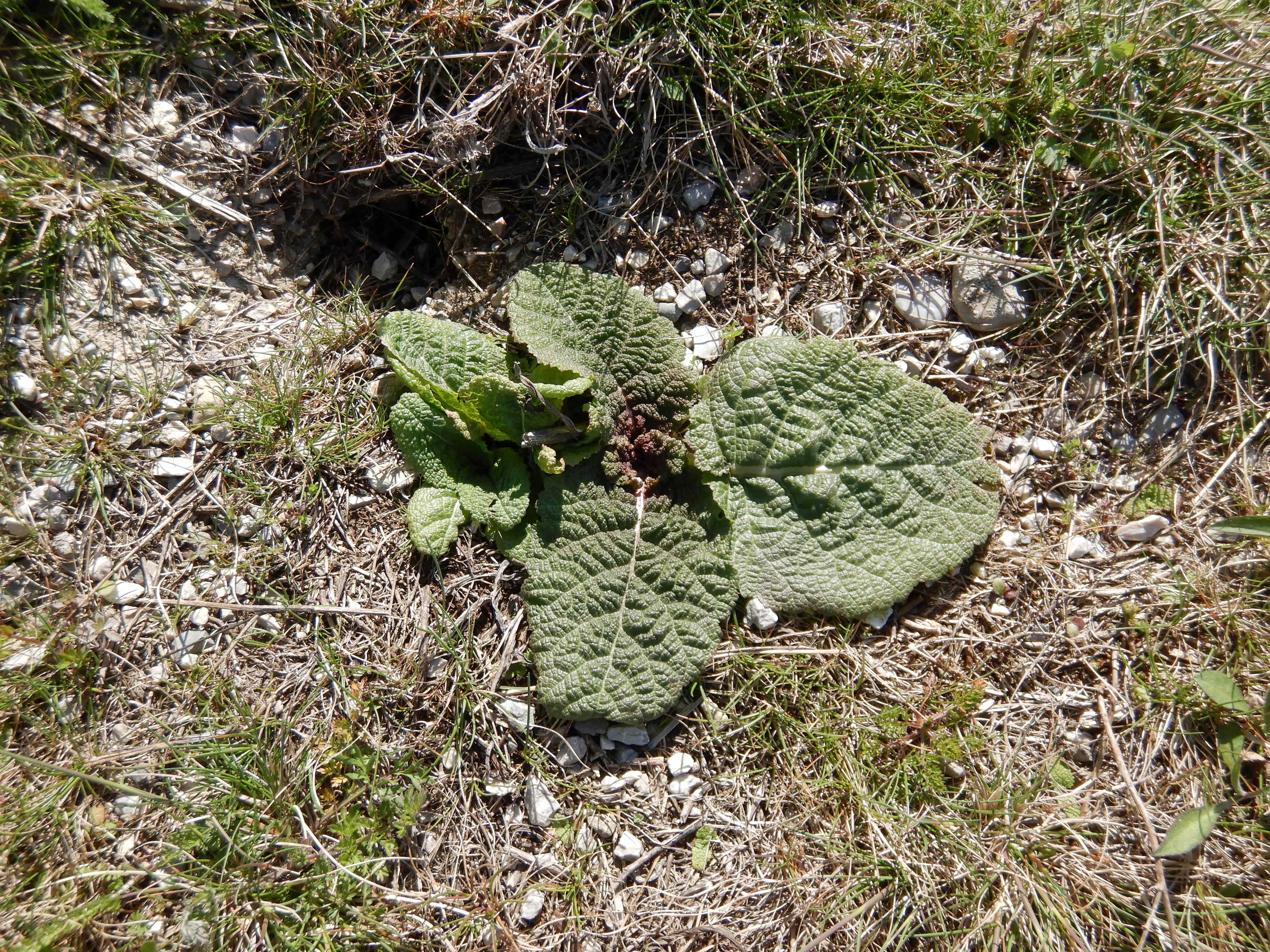 DSCN9974a.jpg