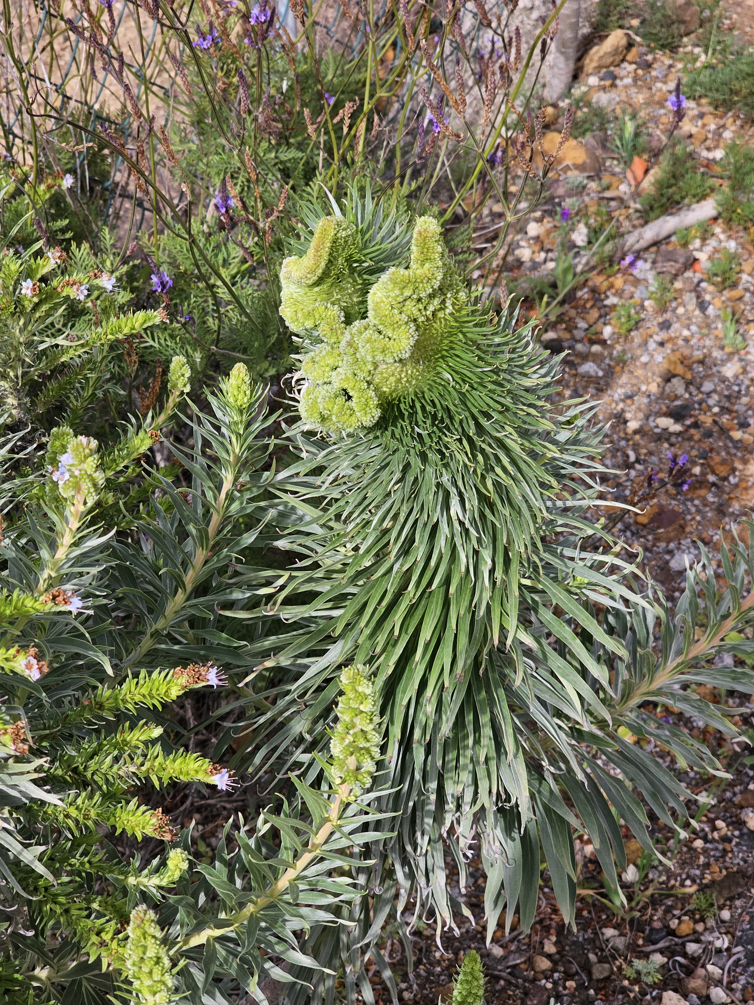 Echium virescens 1.jpg