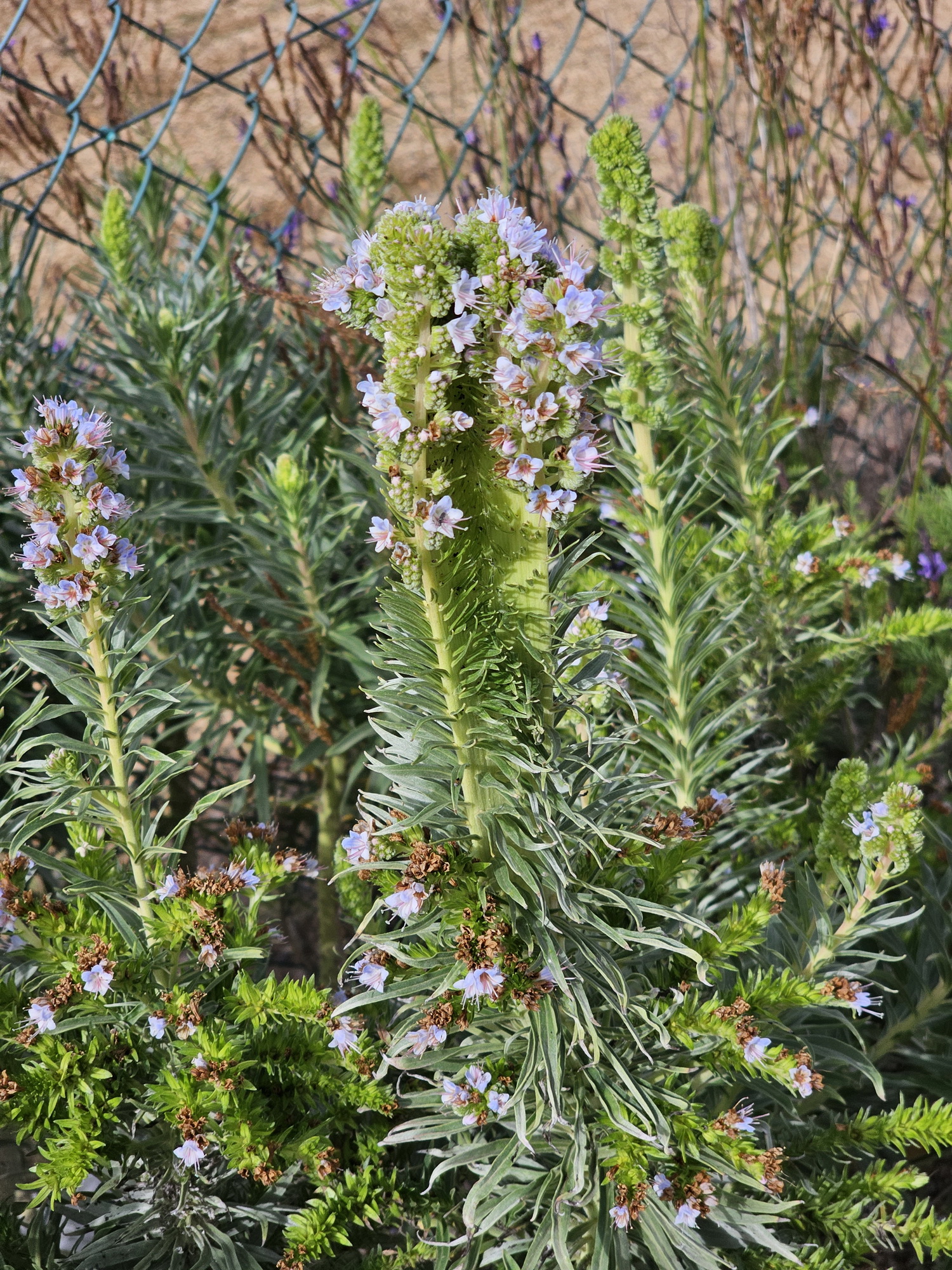 Echium virescens 2.jpg