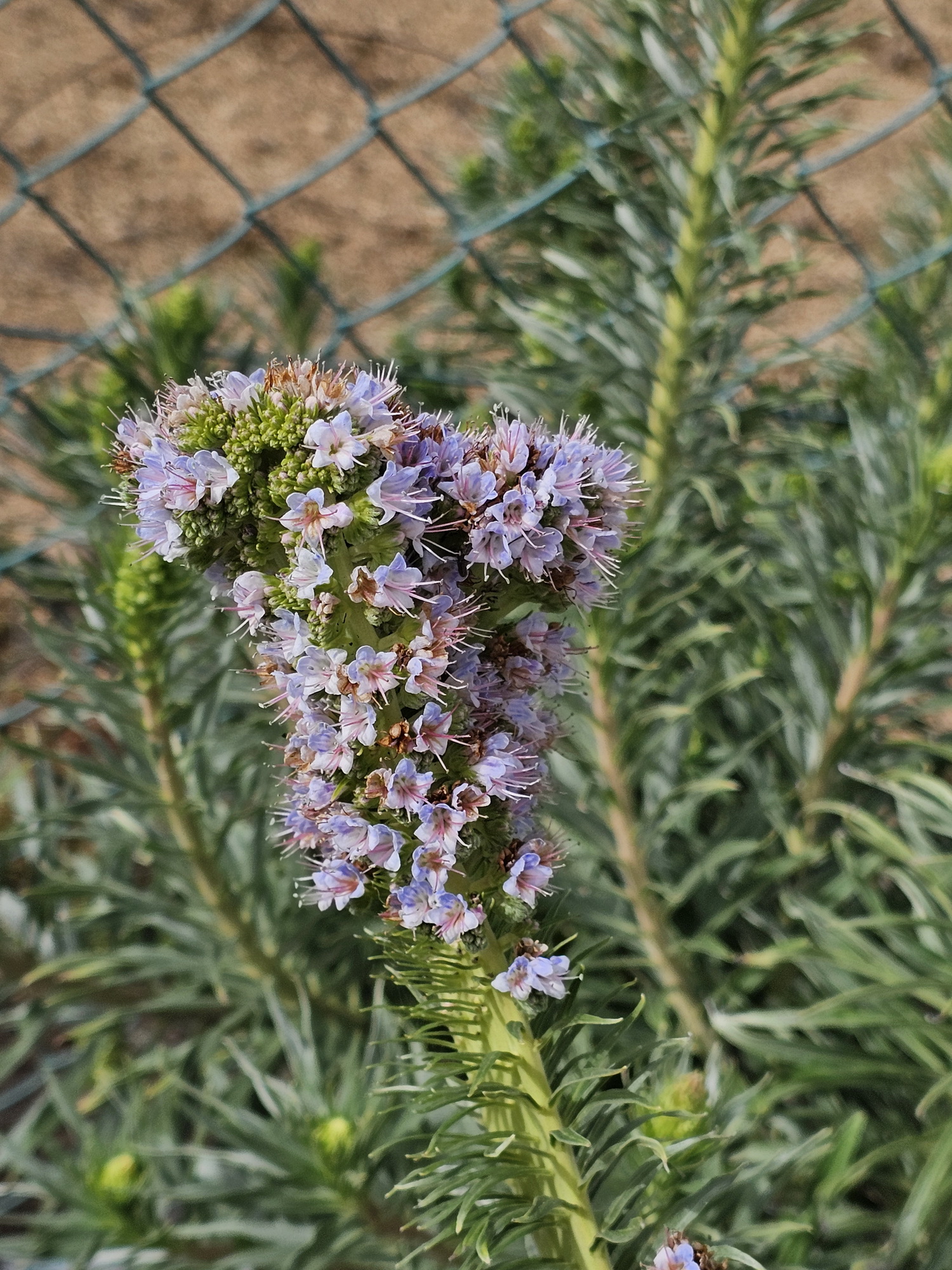 Echium virescens 3.jpg