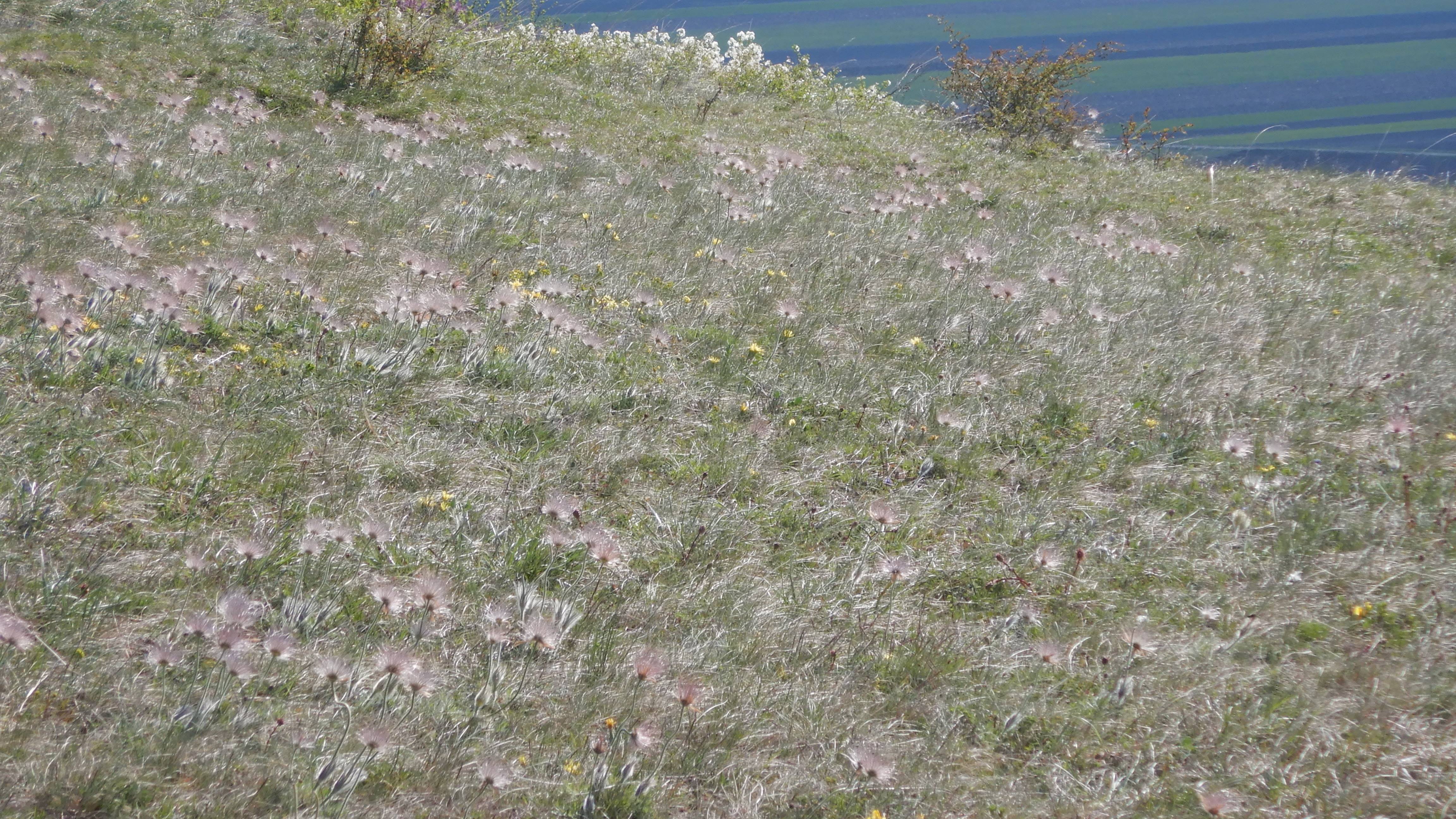 DSCN0044 pulsatilla grandis kirchberg.jpg